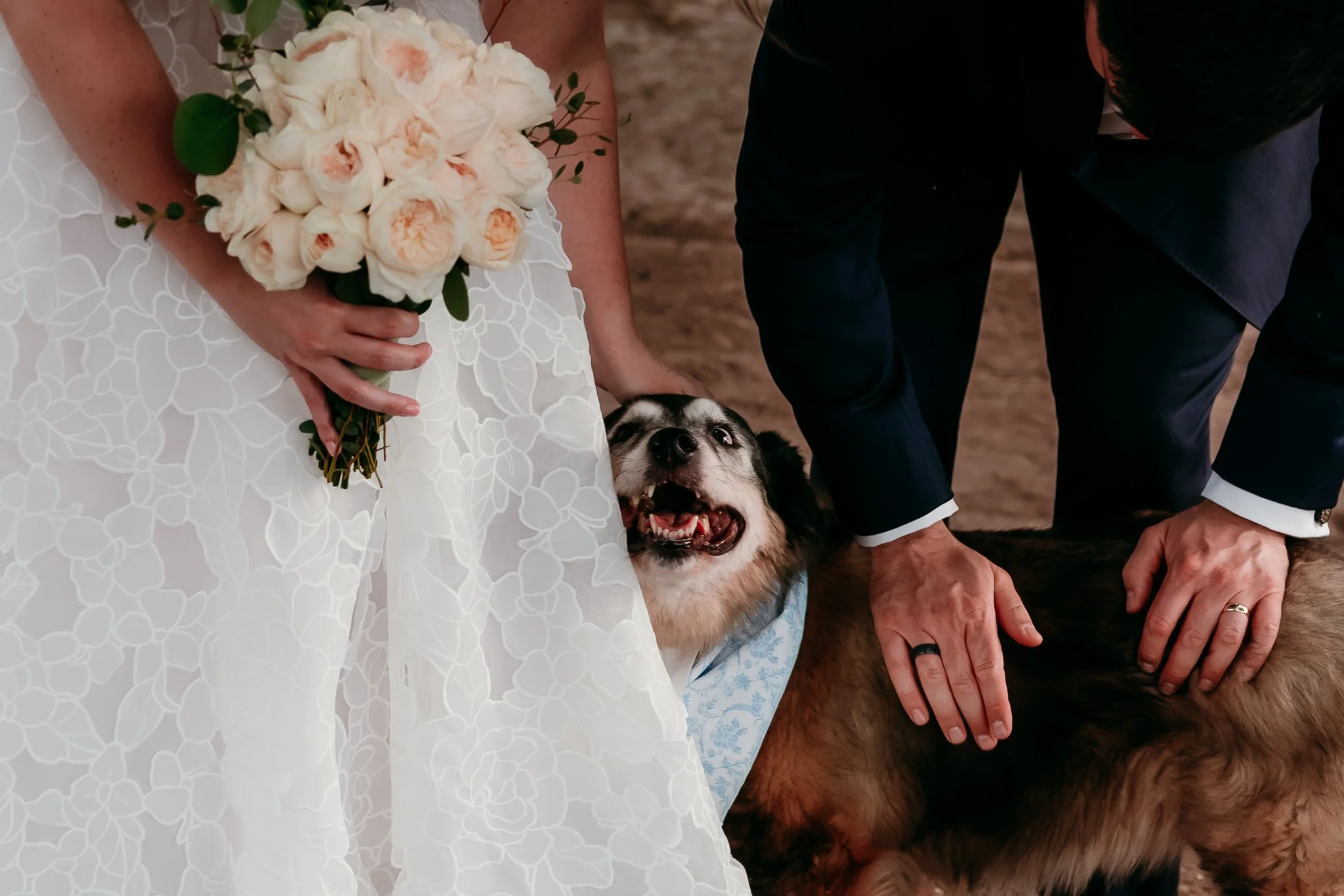 Bride and groom petting their ring bearer dog while wearing wedding attire during their elopement in Las Cruces, New Mexico.