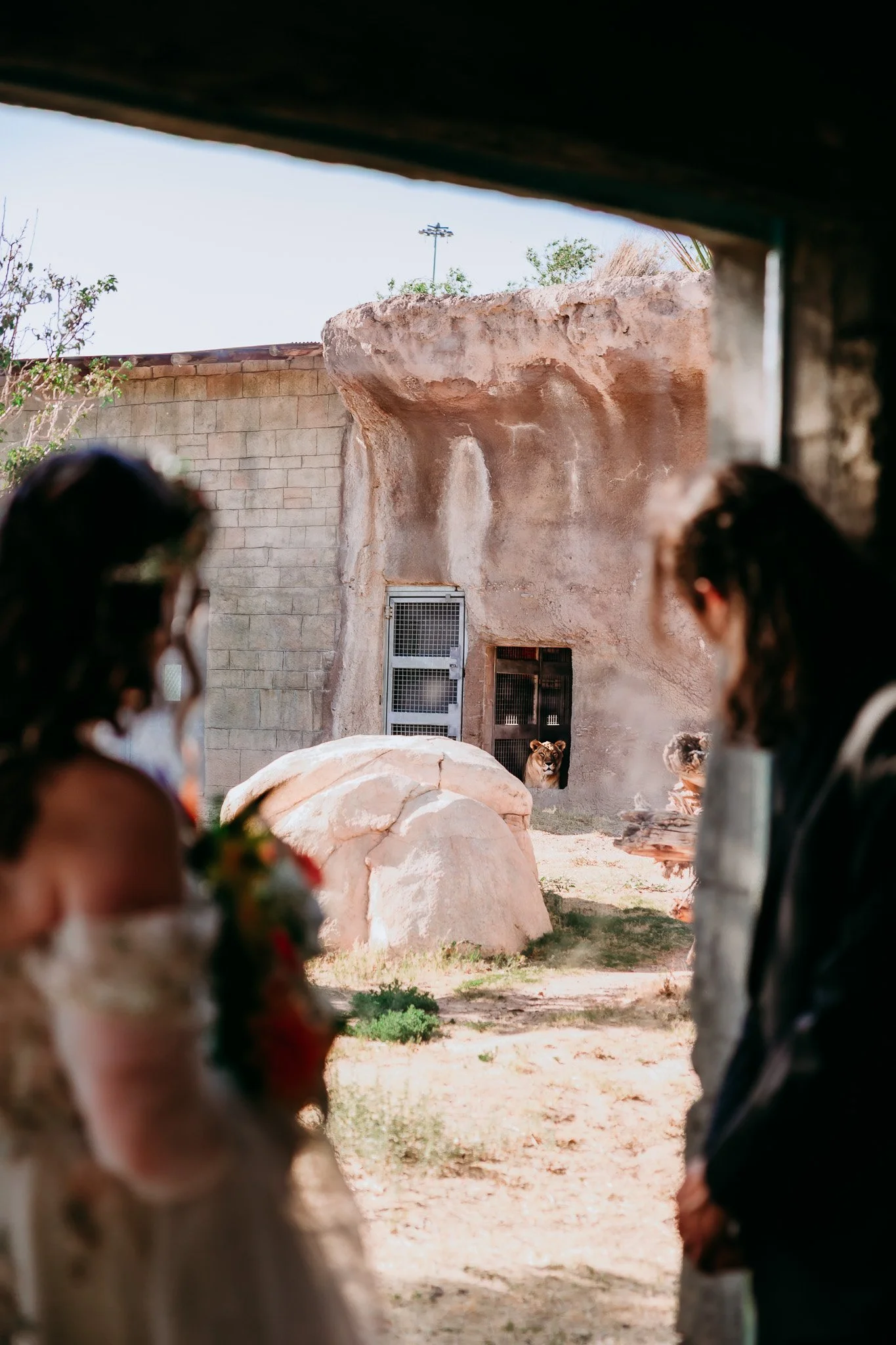 Bride and groom admiring the lions together during their El Paso Zoo wedding in El Paso, Texas.