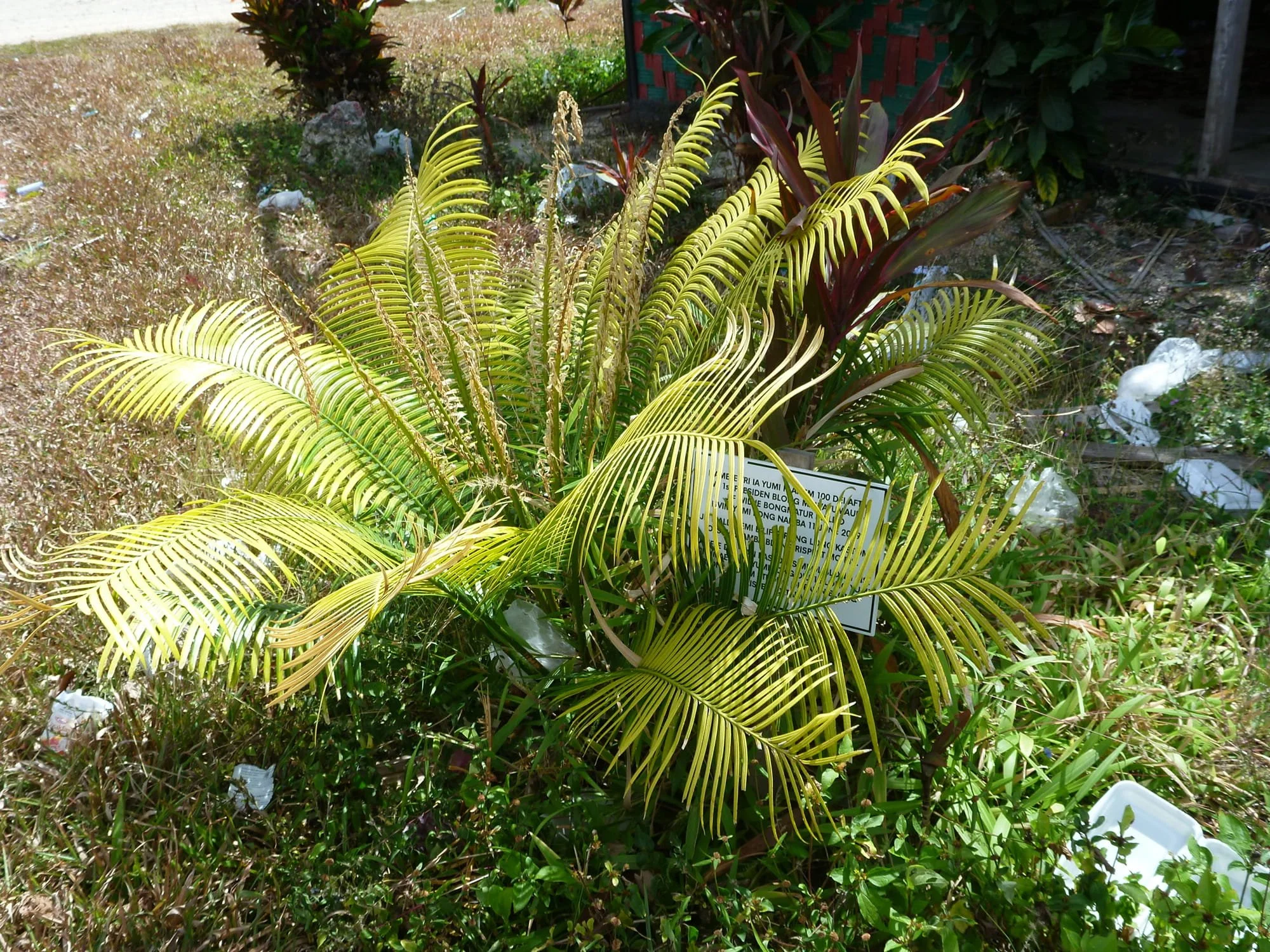 16 Chief nakamal cycad.jpg