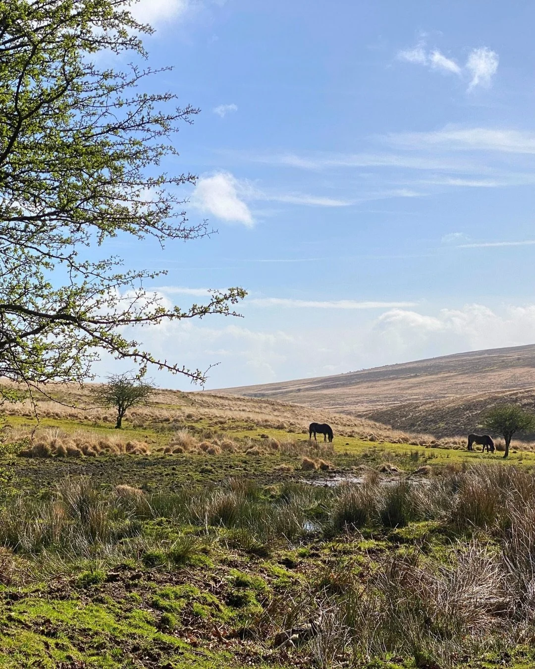 Windy walks and beautifully cosy interiors for a few days break over Easter #exmoor #designinspiration #cottagelife #interiors #cosyliving @charitycottage ✨✨