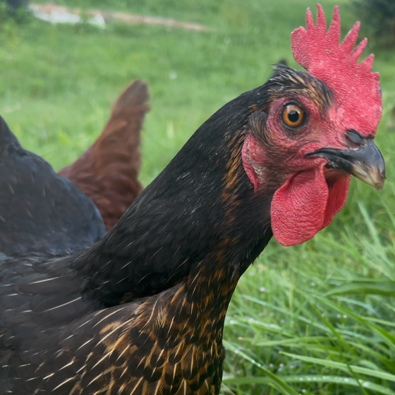 On Worms &amp; Why I No Longer Walk Alone