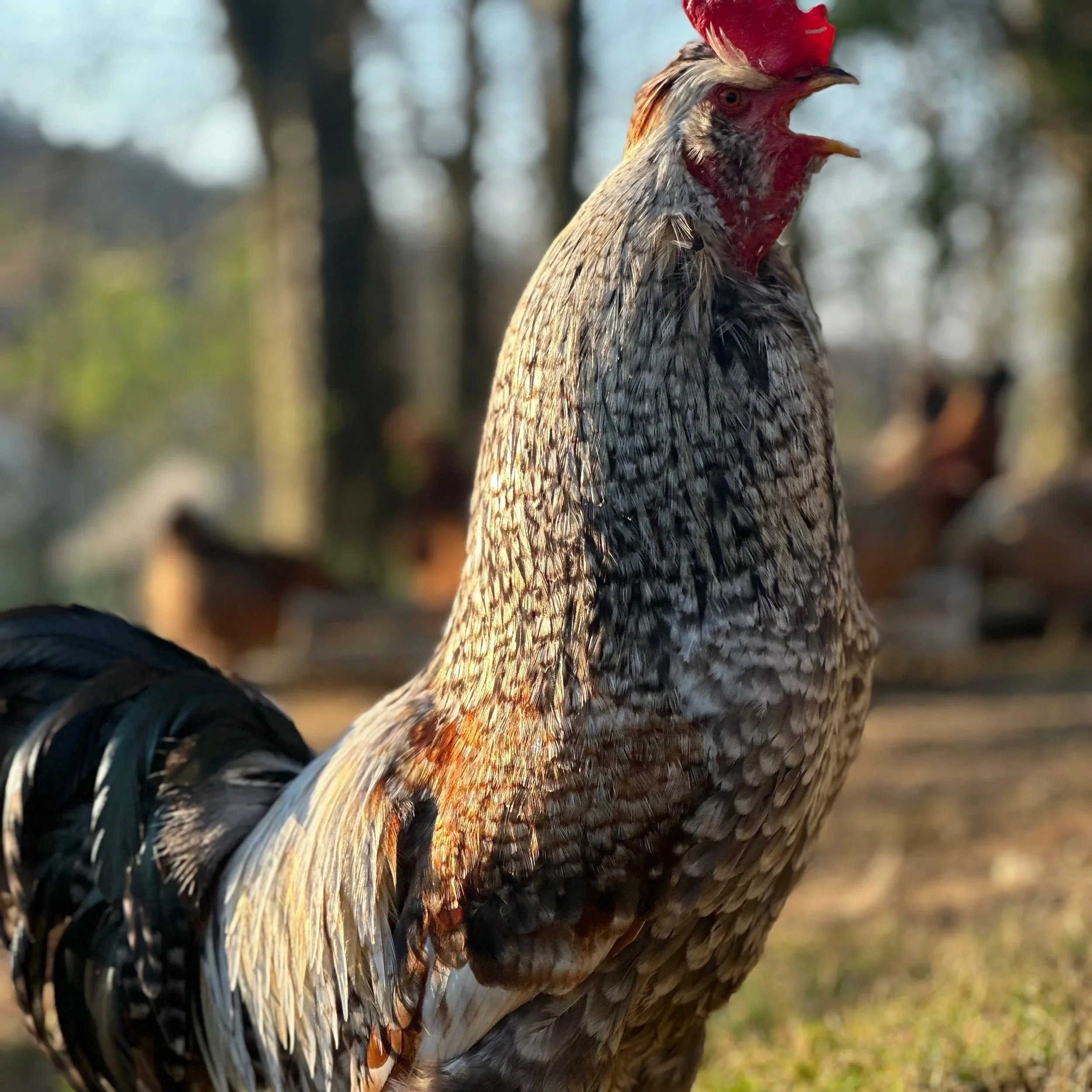 A Study in Morning Announcements