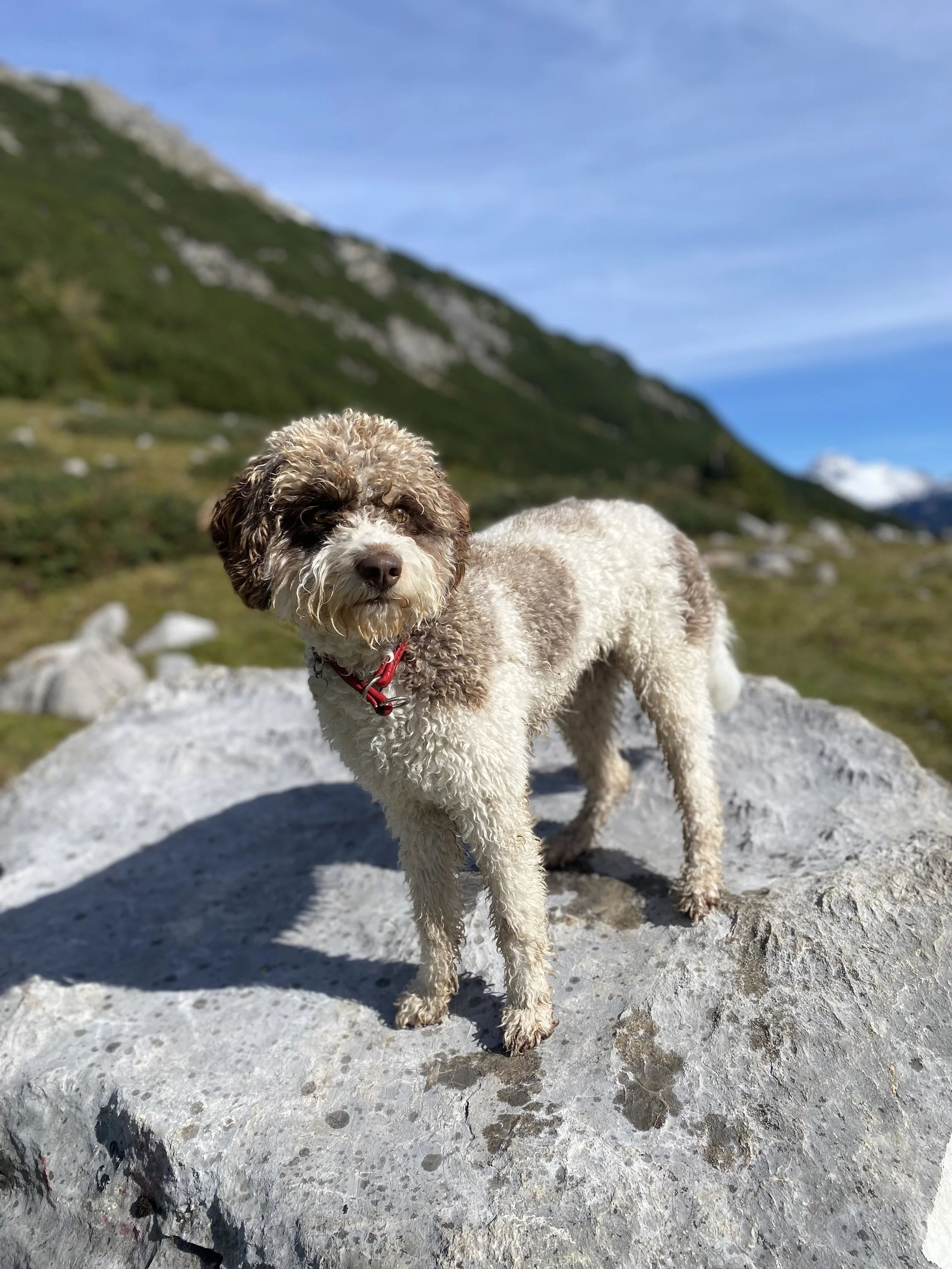 Ein lockiger braun-weißer Hund steht auf einem Felsen in einer bergigen Landschaft bei schönem Wetter.