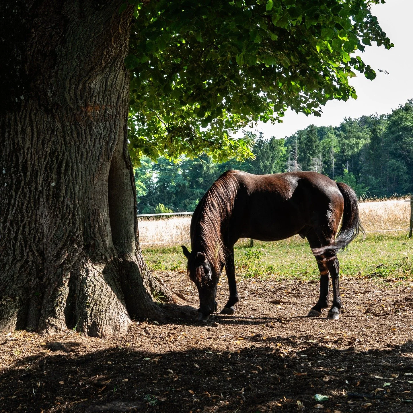 Beautiful simple moments captured by @elena_henneberg