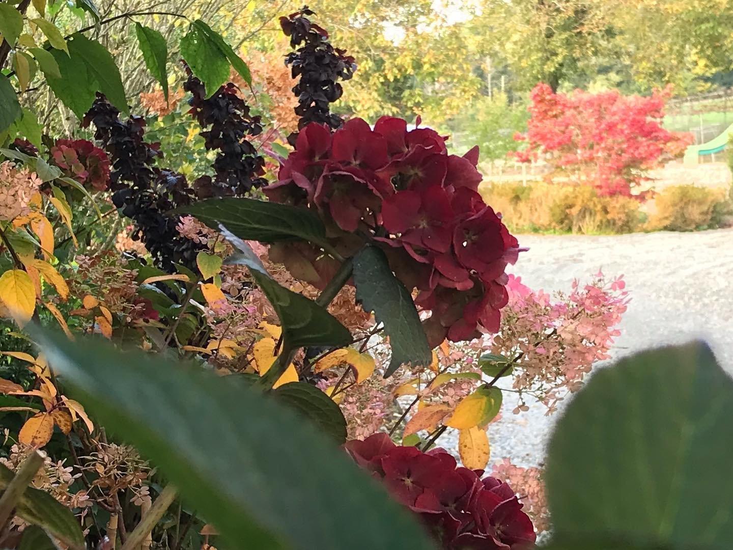 Automne 🍂 &agrave; Marnand
Merci #schilliger pour les belles plantes 🪴 
@gardencentreschilliger