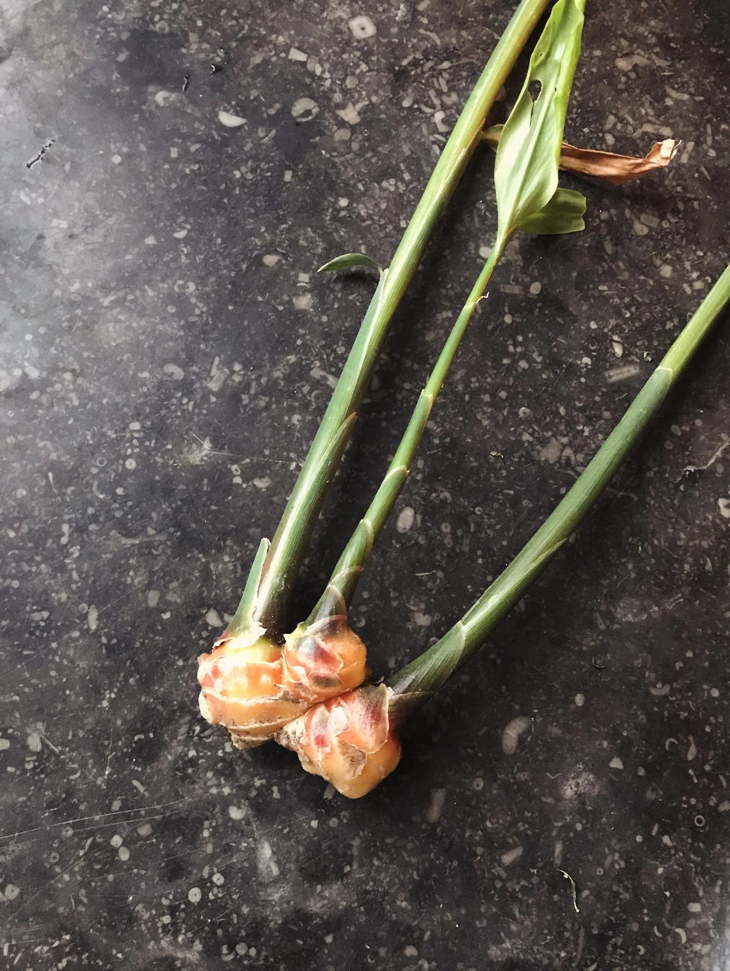 Die erste Ingwerernte in Marnand
#ingwer #ginger #gingembre #experiment