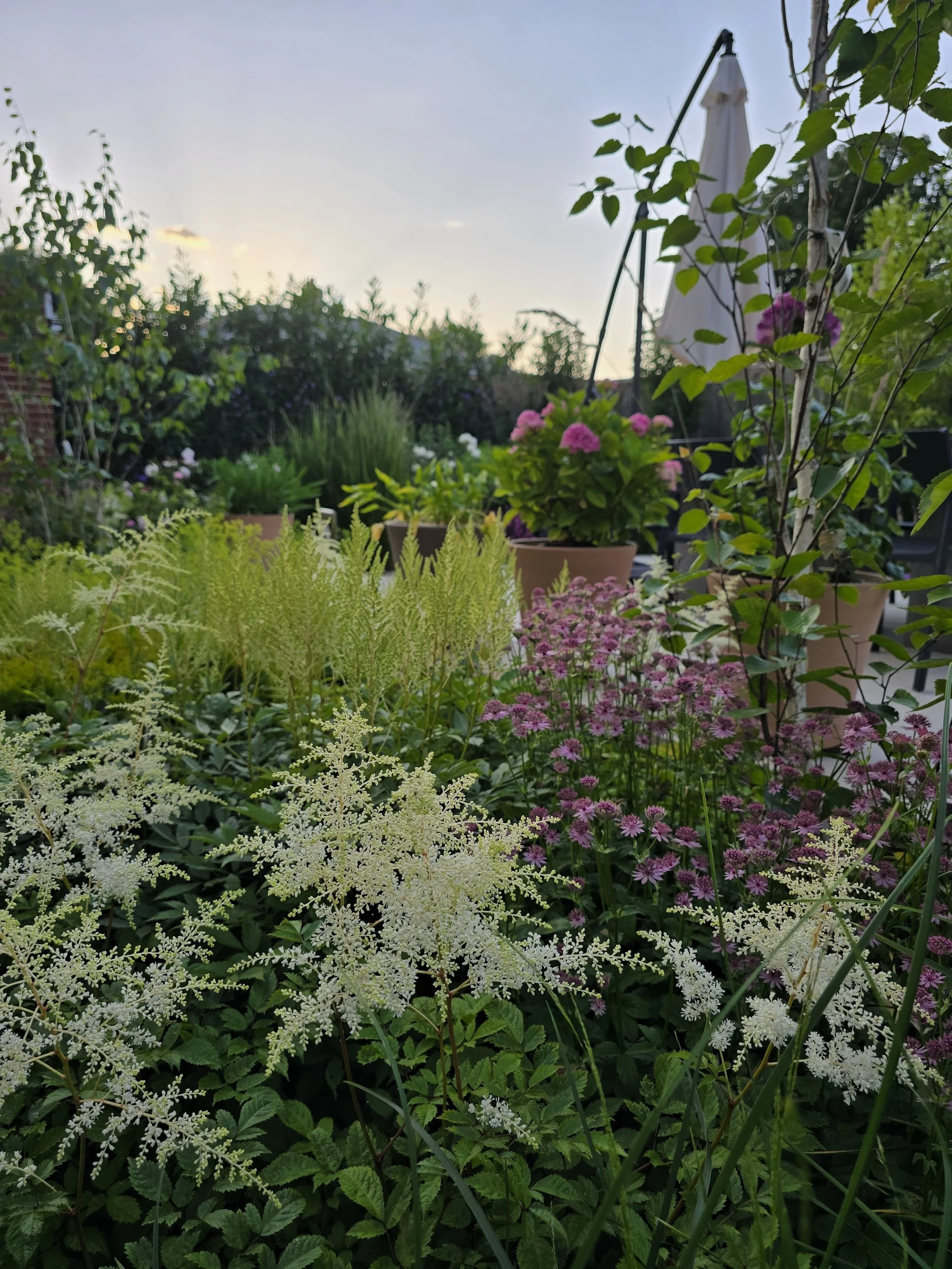 A lush garden with various potted and ground plants, including white, pink, and purple flowers, during sunset with a clear sky.
