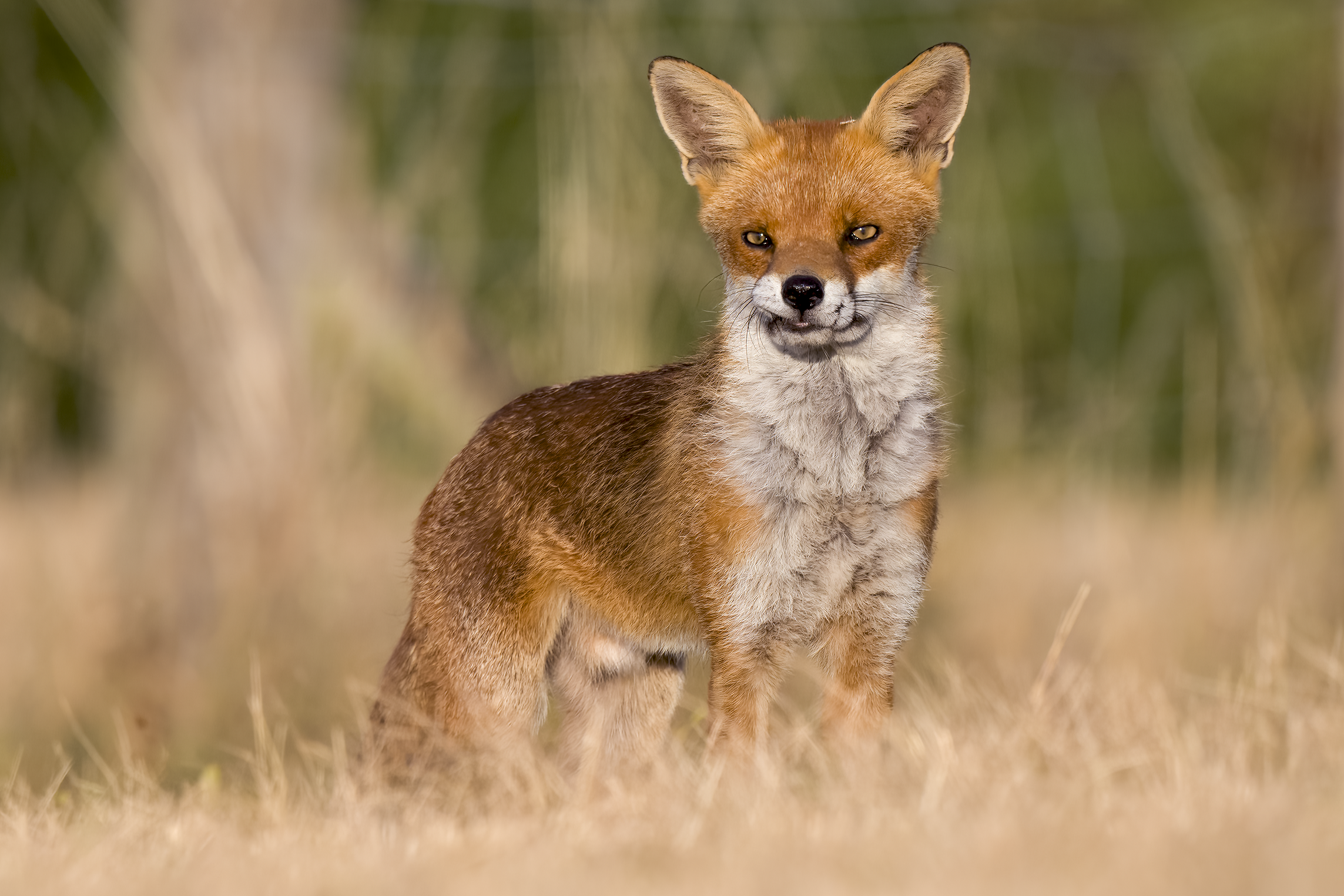 Red fox | Vulpes vulpes