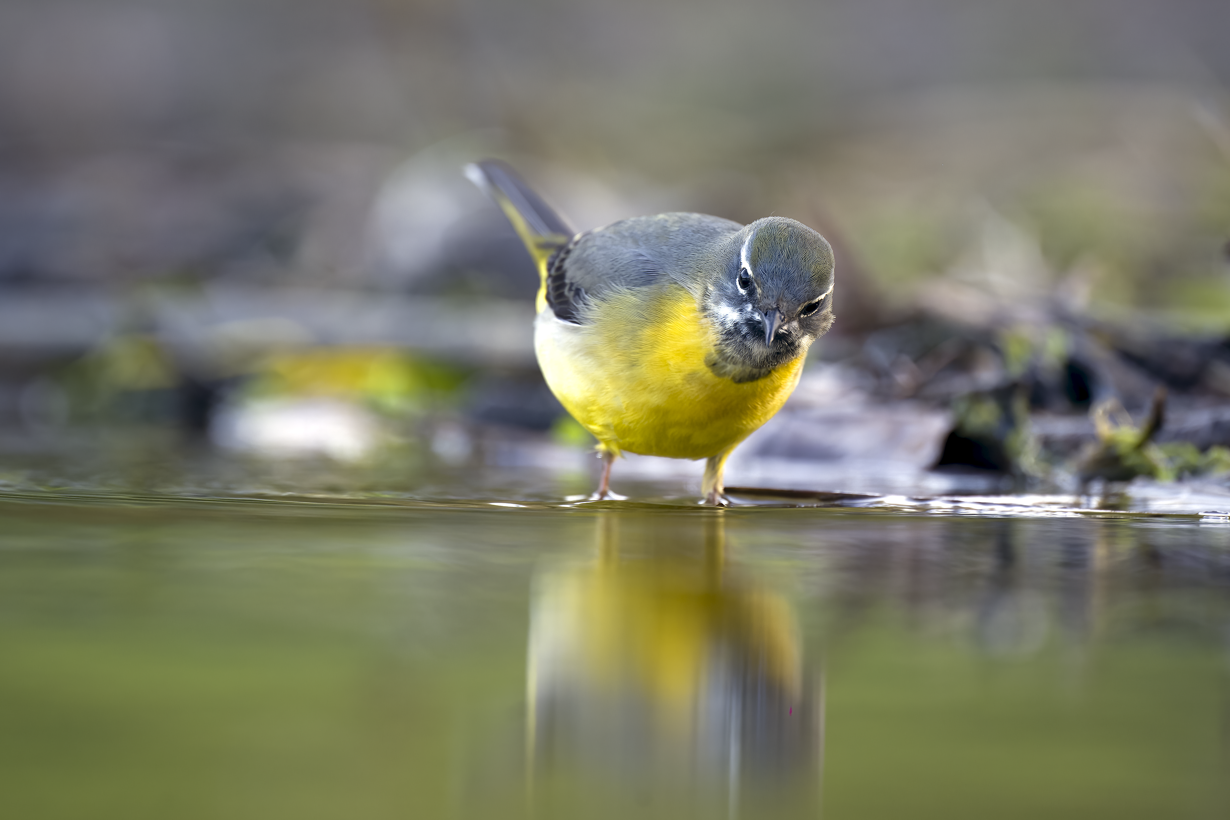 Grey Wagtail | Motacilla cinerea