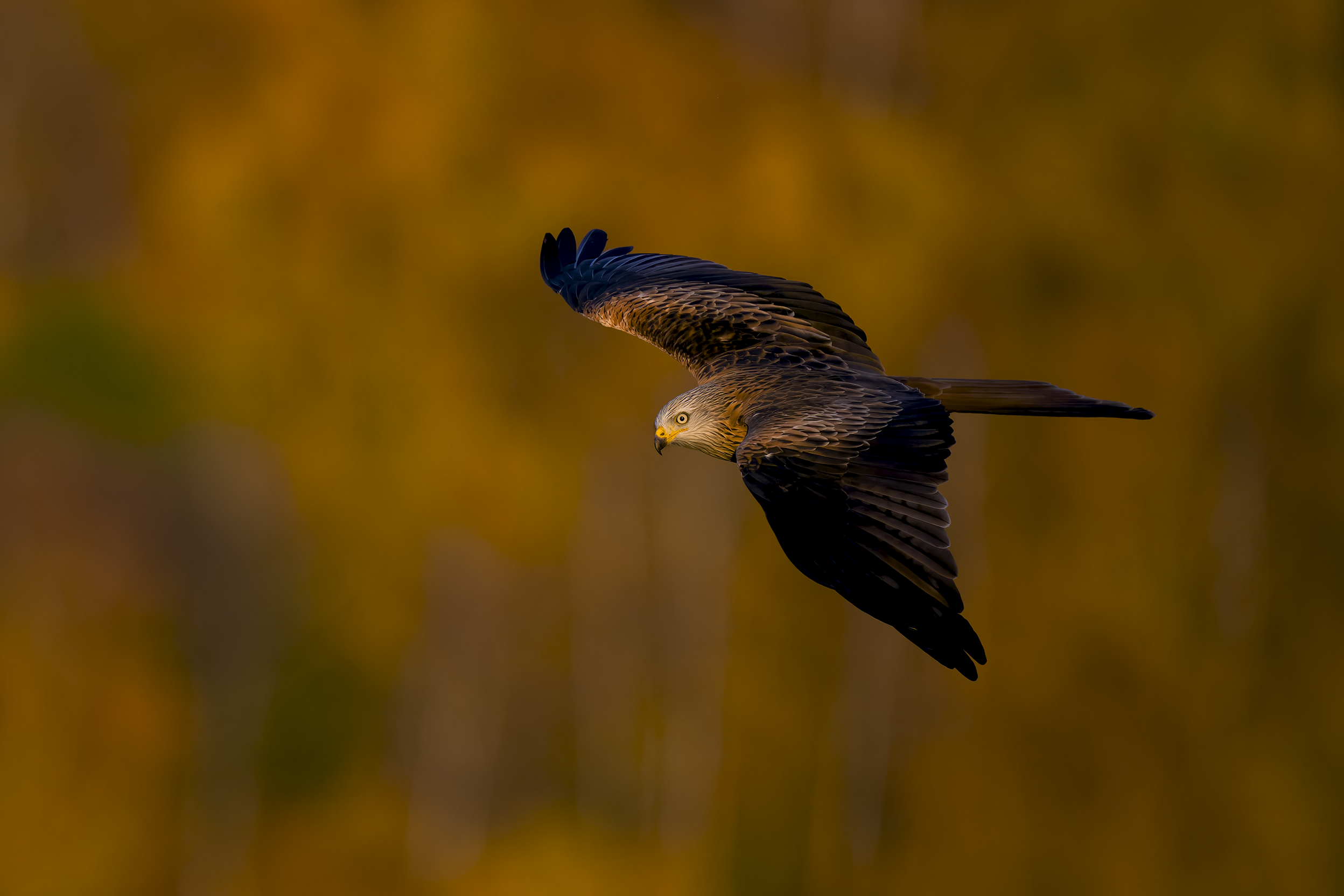 Red Kite | Milvus milvus