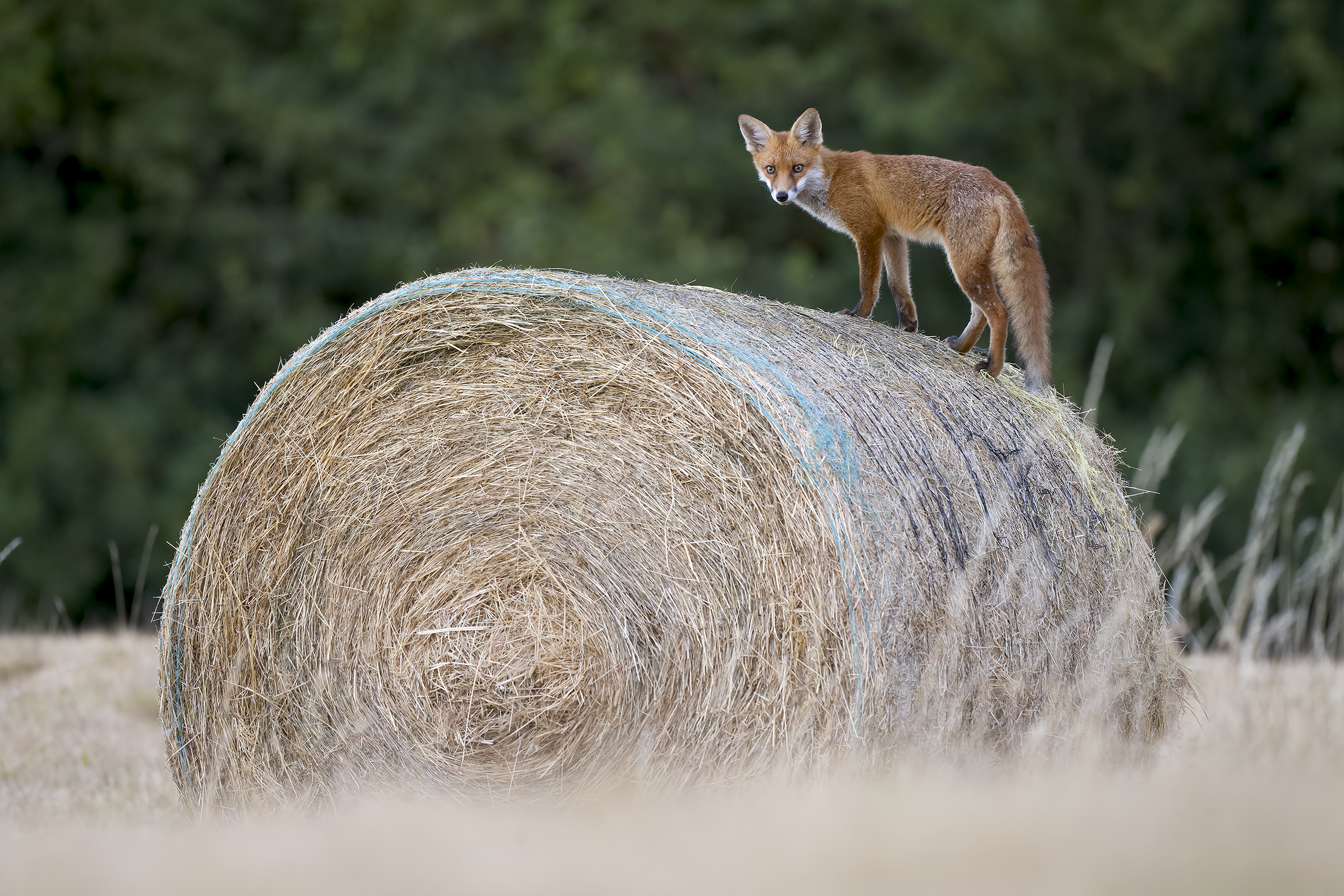 Red fox | Vulpes vulpes