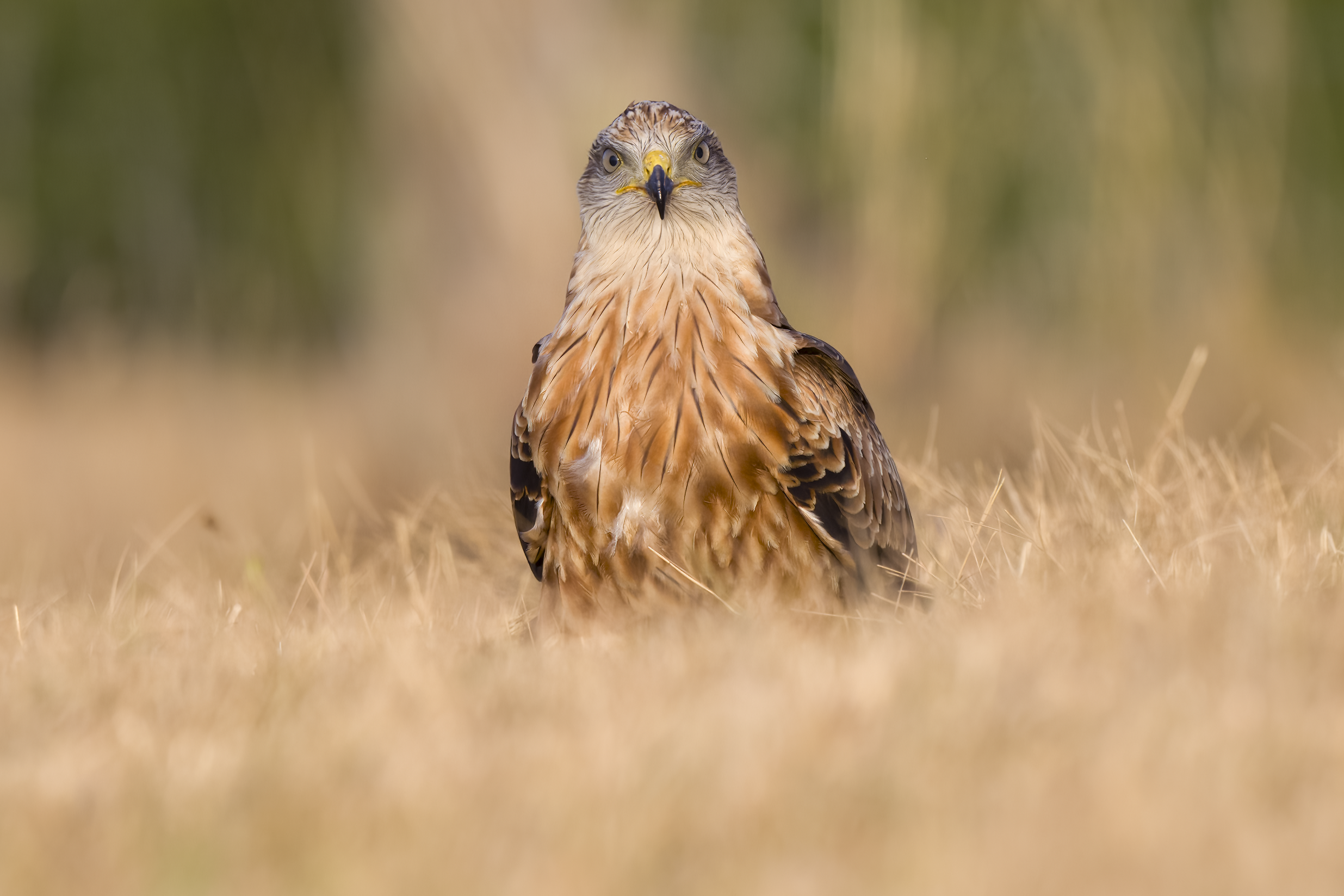 Red Kite | Milvus milvus