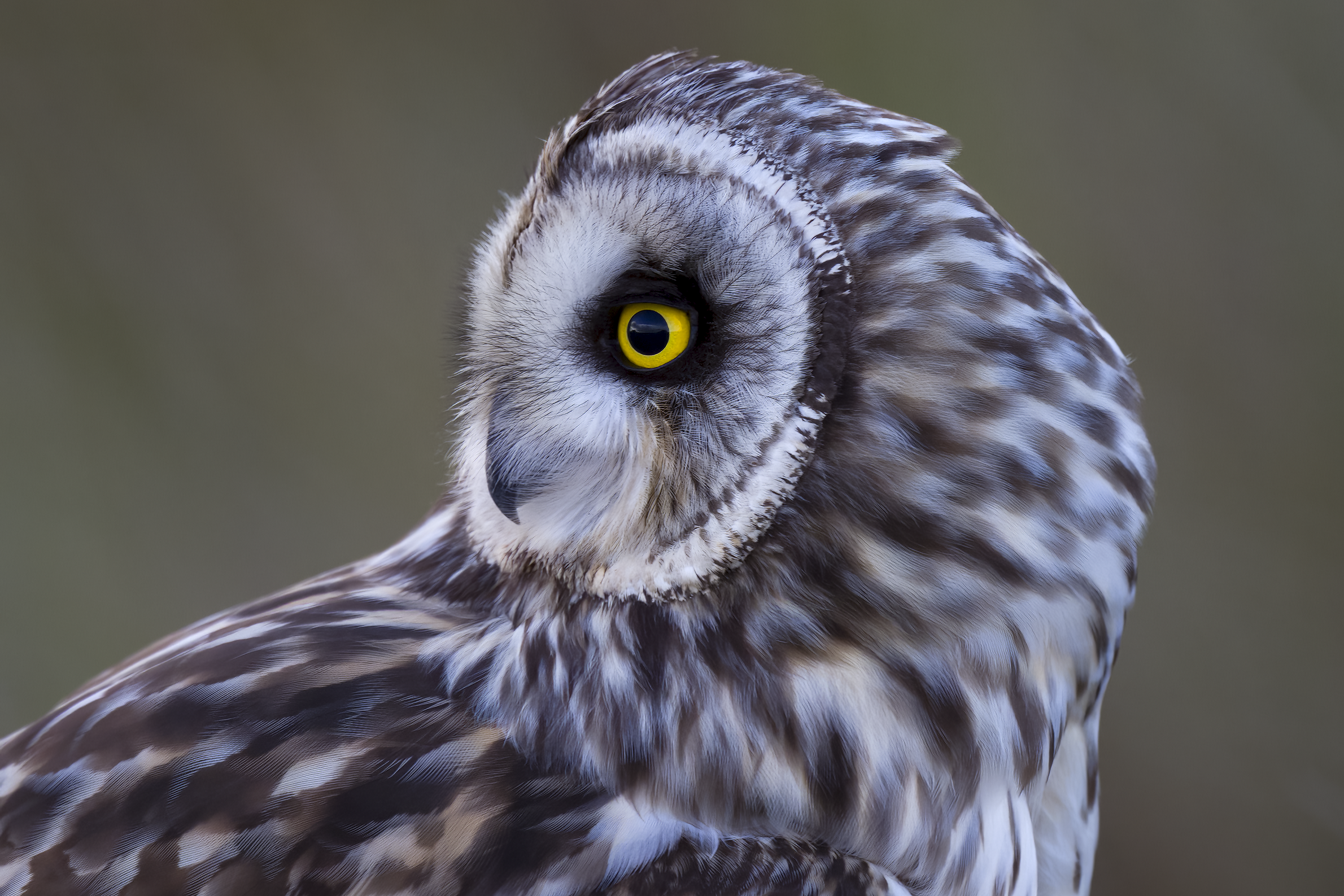 Short-eared Owl | Asio flammeus 