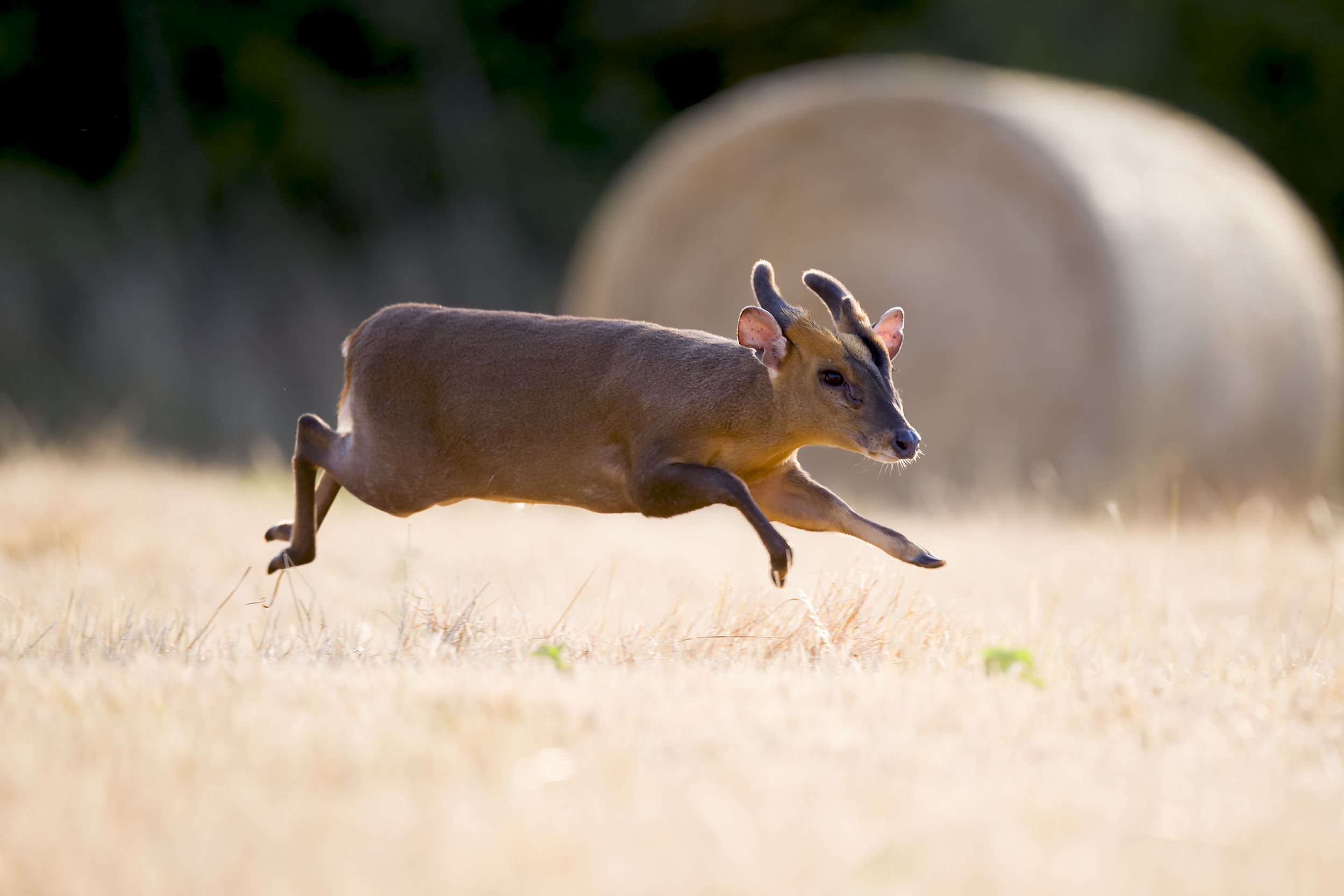 Muntjac |  Muntiacus reevesi