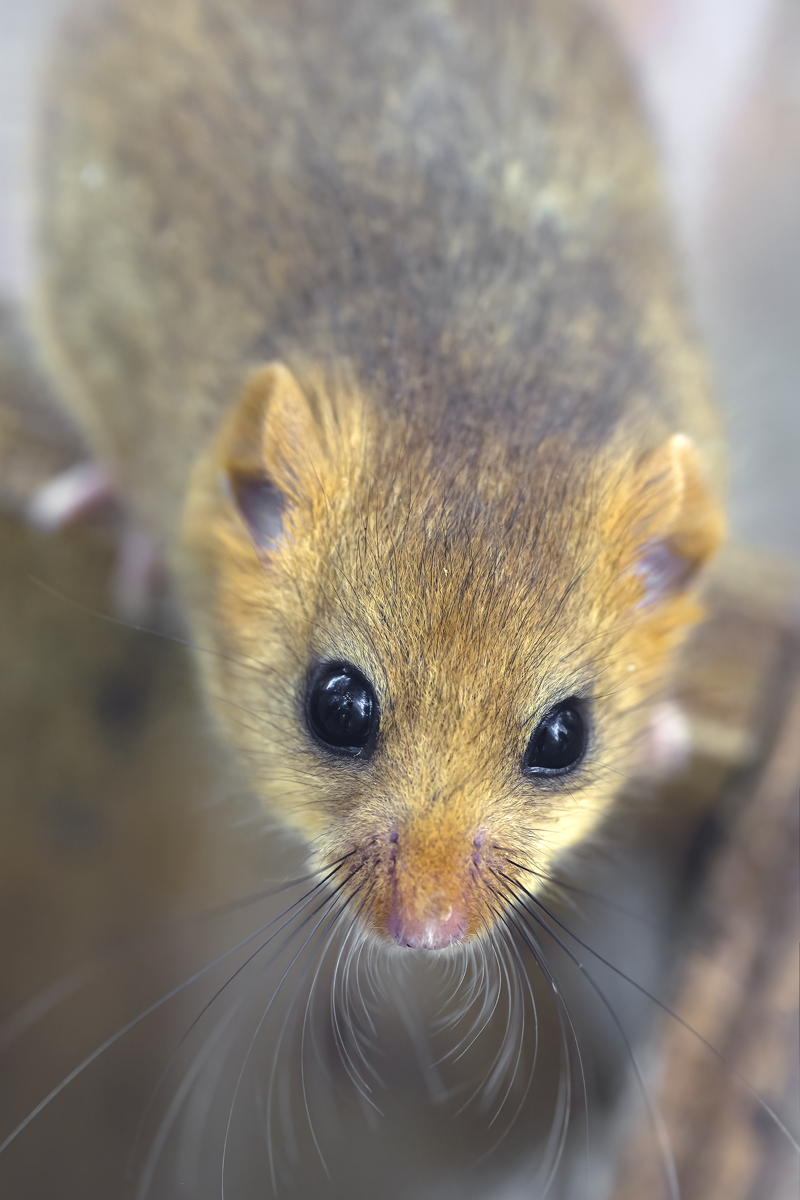 Hazel Dormouse | Muscardinus avellanarius