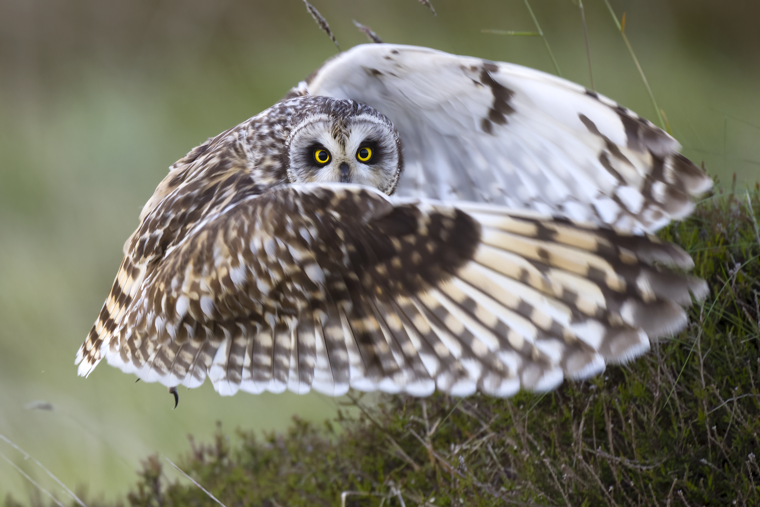 Short-eared Owl | Asio flammeus 