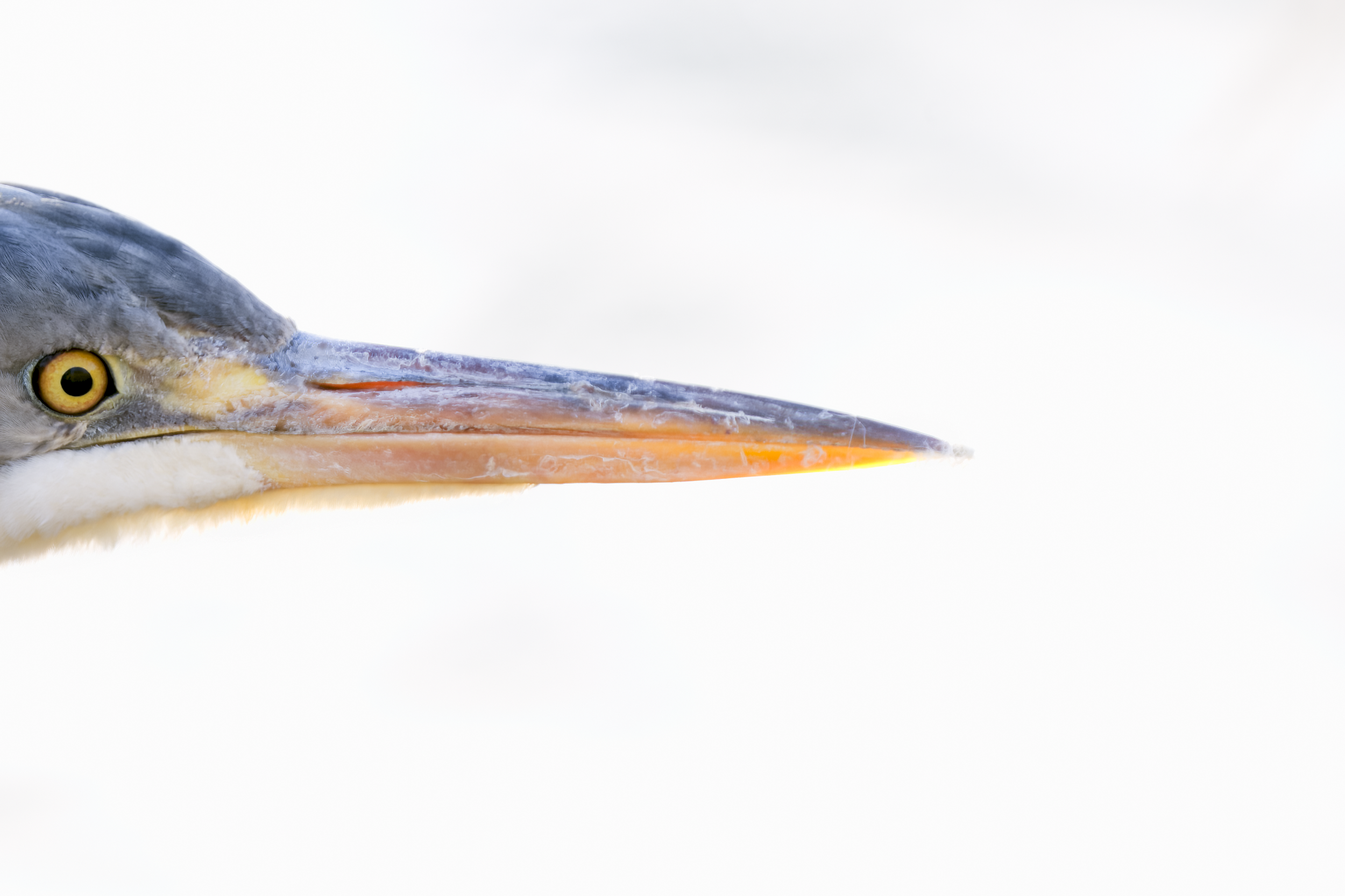 Grey Heron | Ardea cinerea