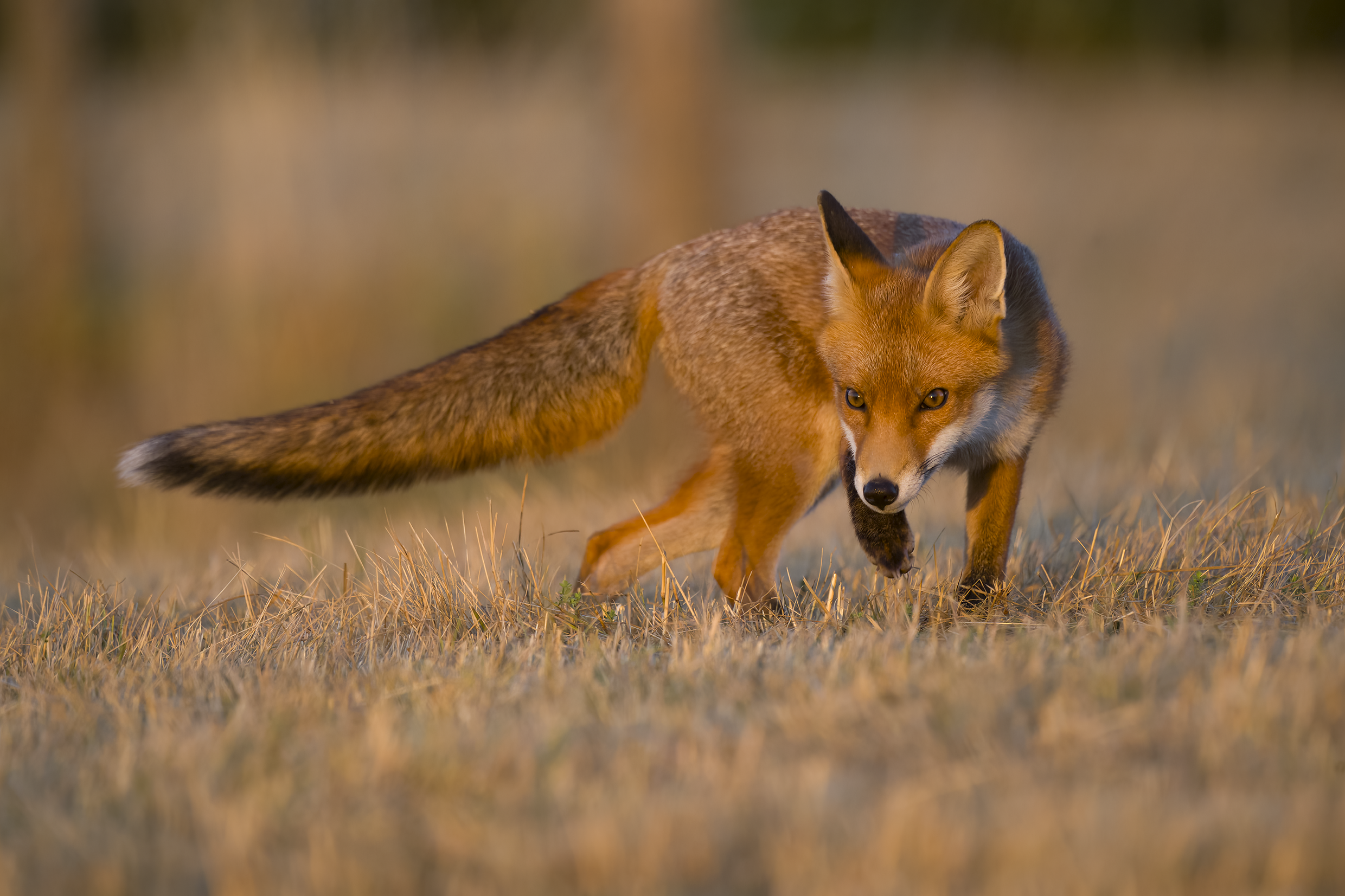 Red fox | Vulpes vulpes