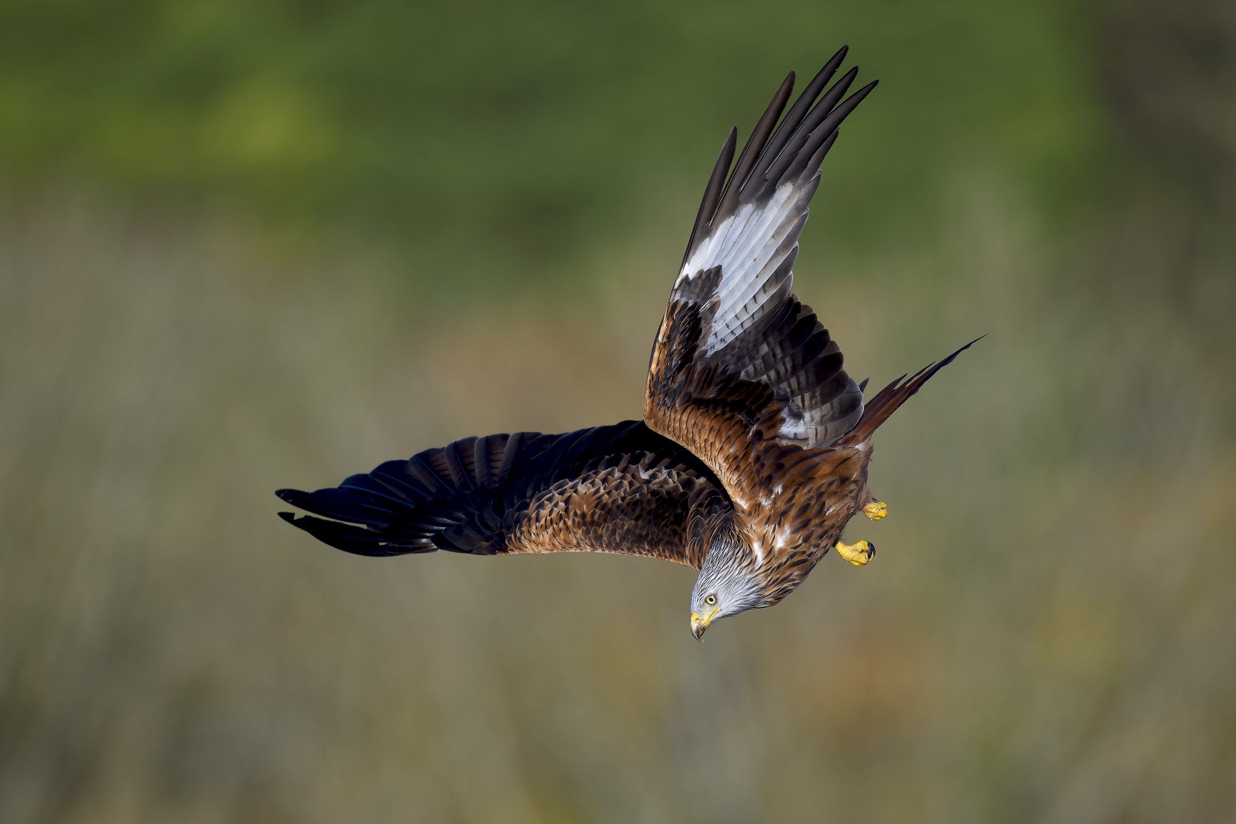 Red Kite | Milvus milvus