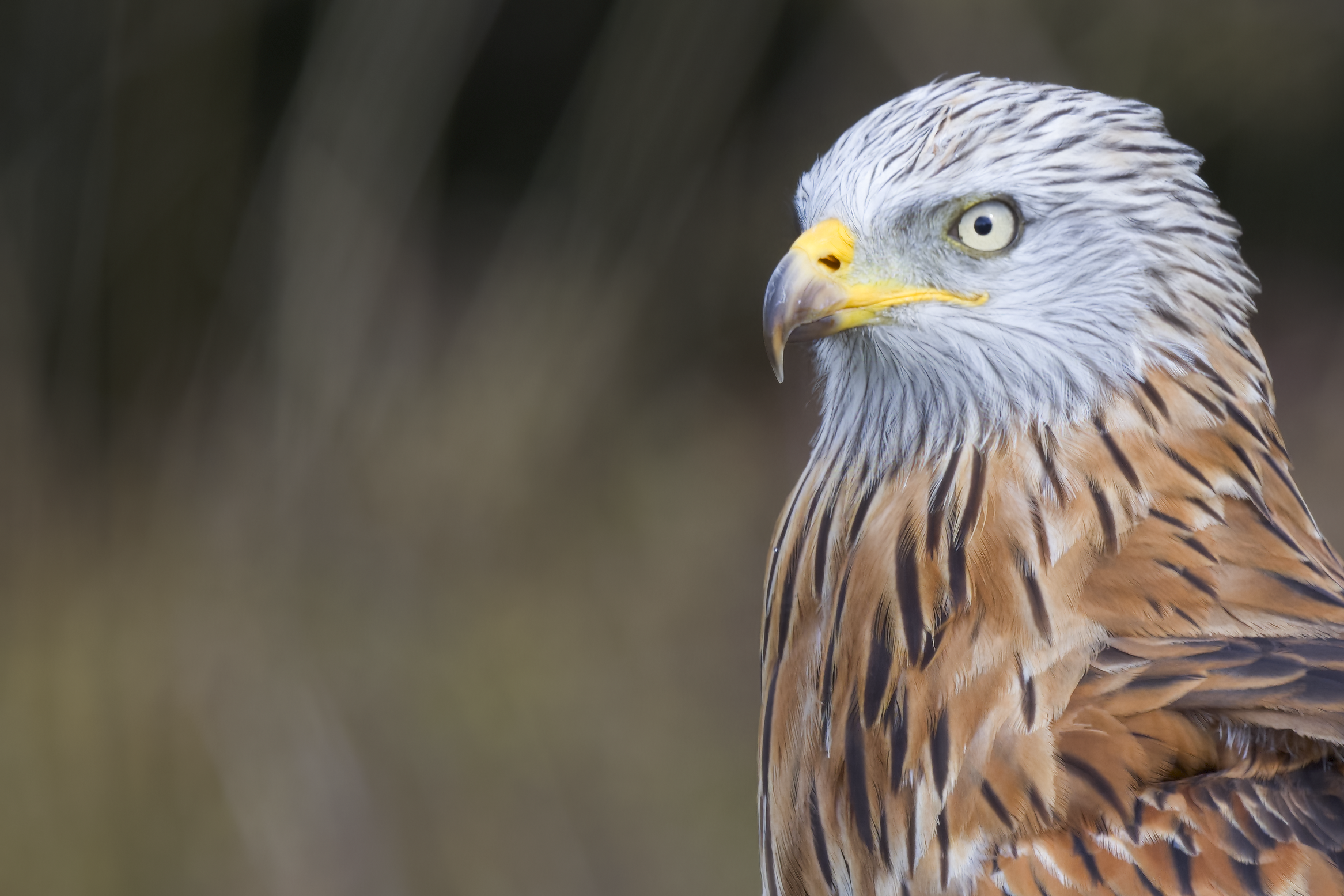 Red Kite | Milvus milvus
