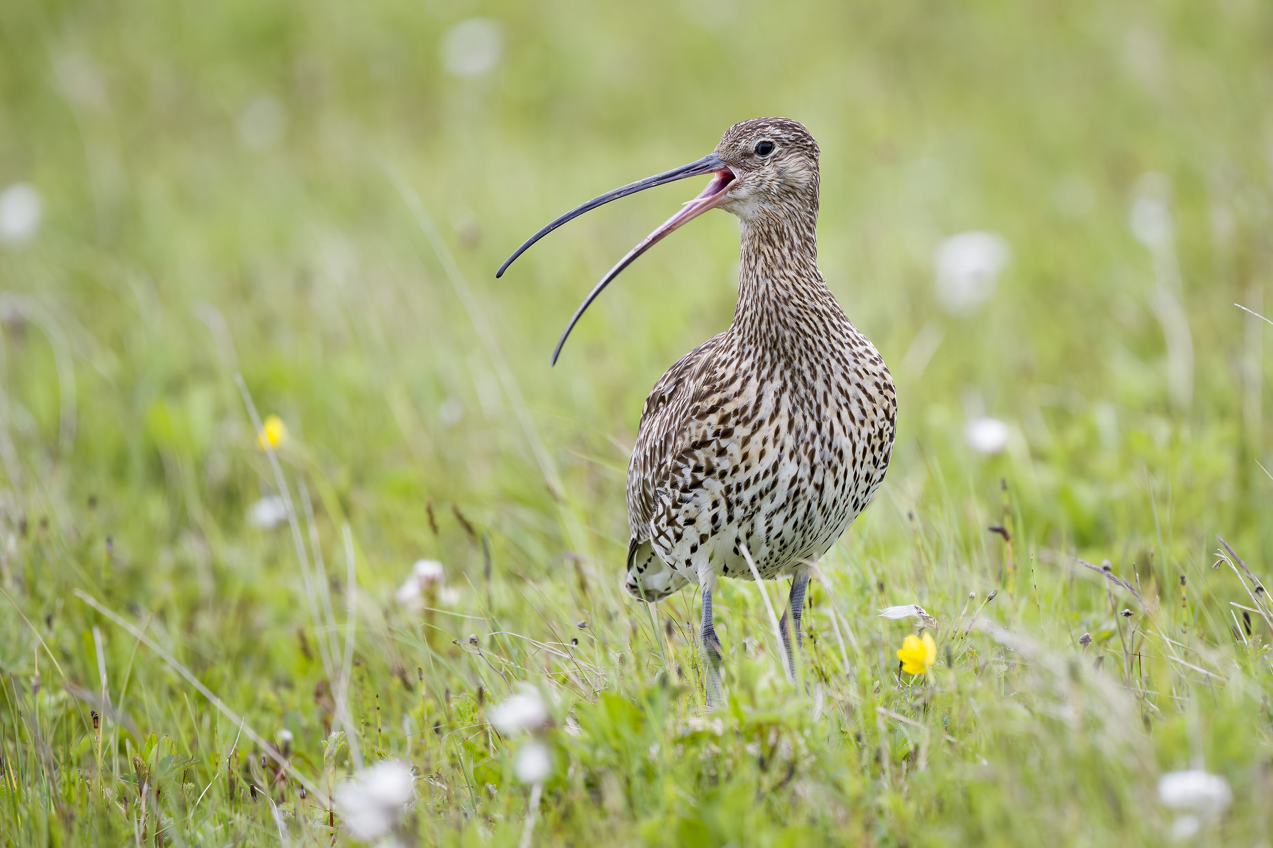 Curlew | Numenius arquata