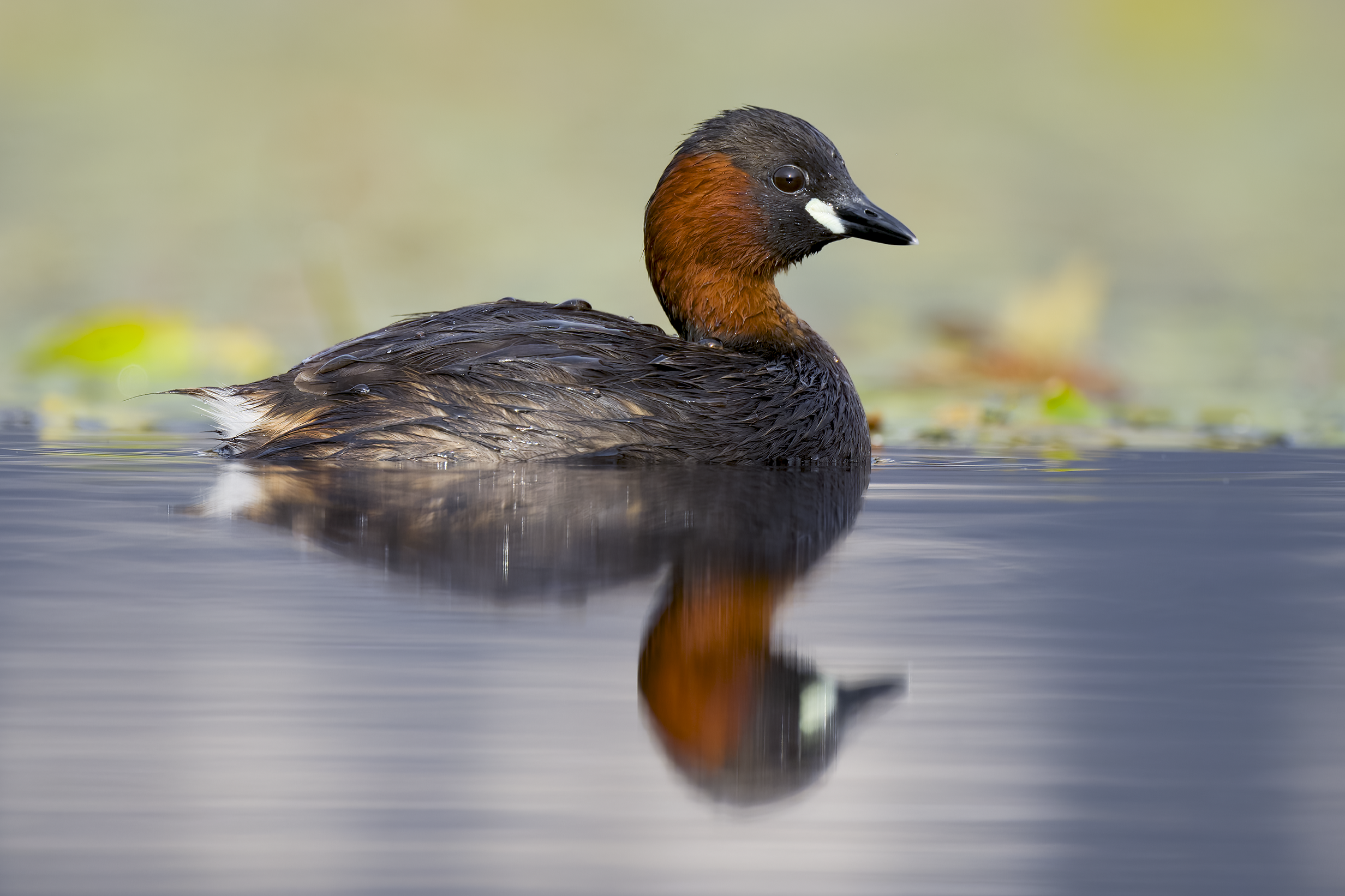 Little Grebe | Tachybaptus ruficollis