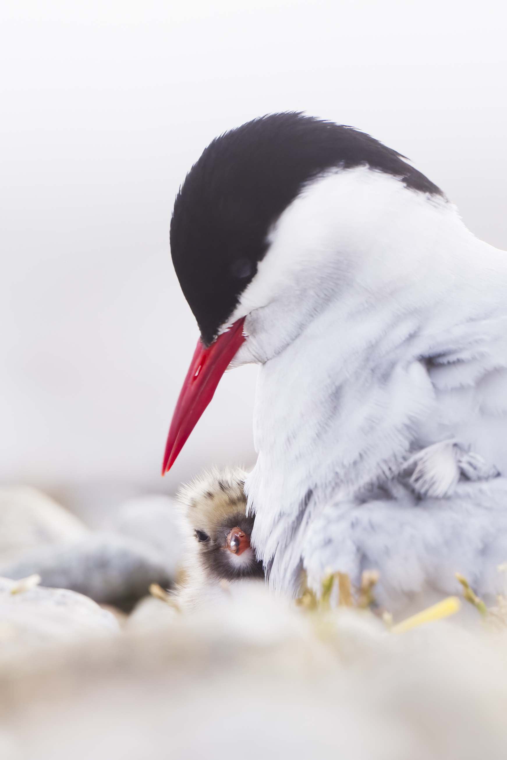 Arctic Tern | Sterna paradisaea