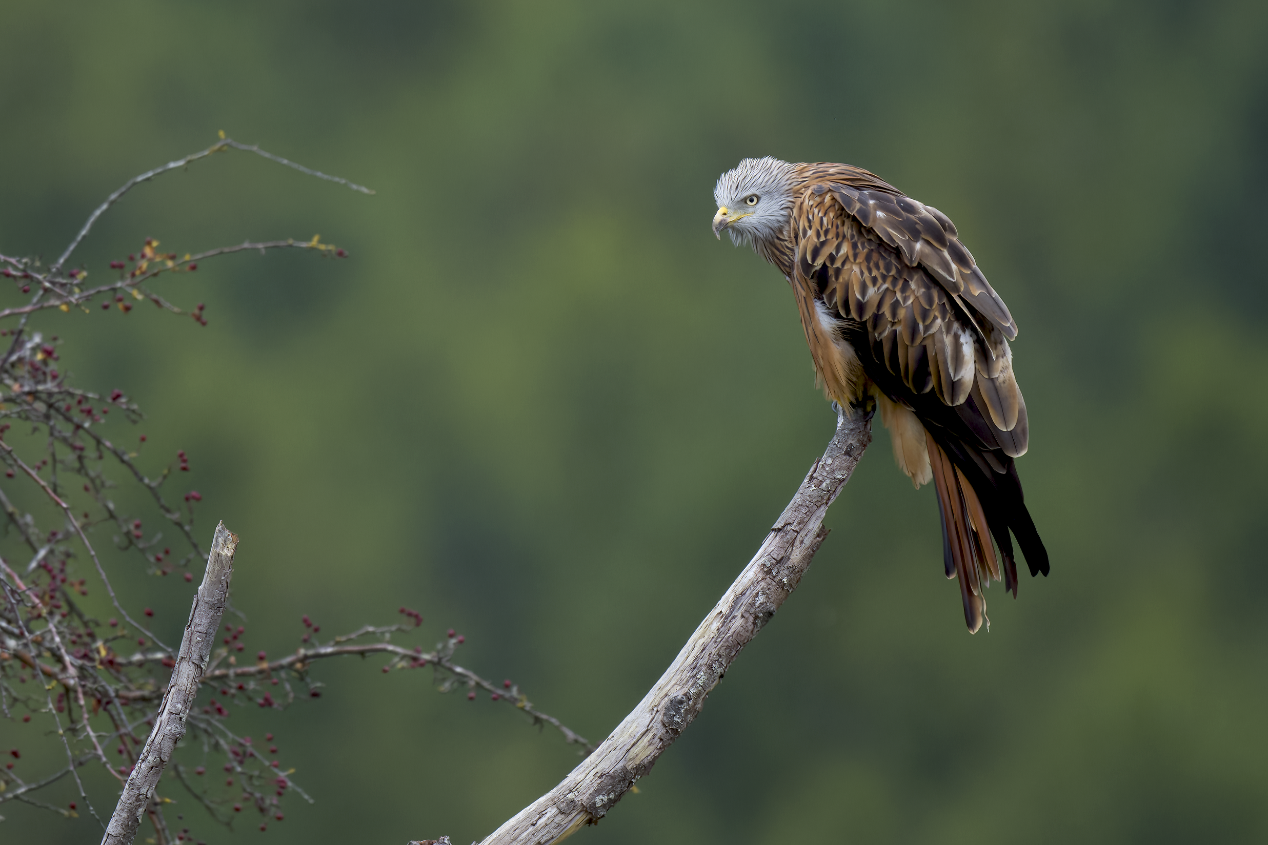 Red Kite | Milvus milvus