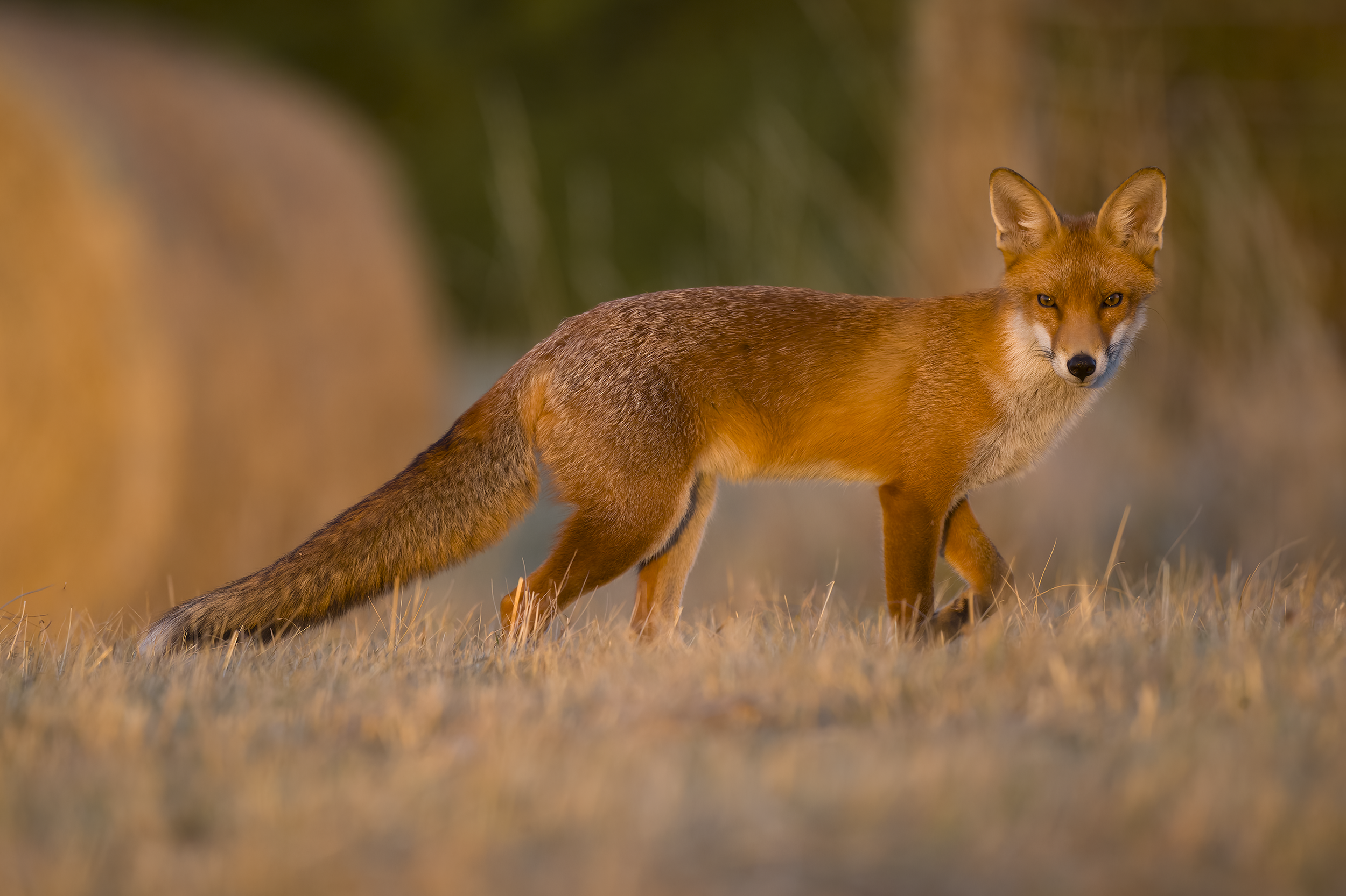 Red fox | Vulpes vulpes