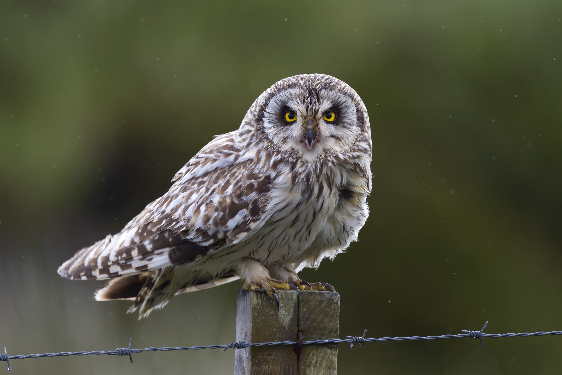 Short-eared Owl | Asio flammeus 