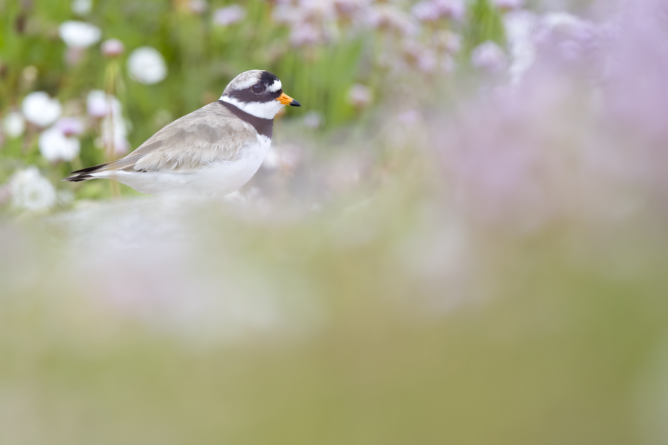 Ringed Plover | Charadrius hiaticula