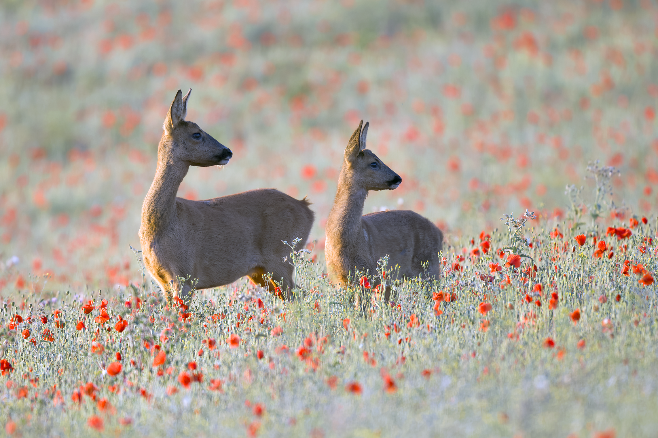 Roe deer | Capreolus capreolus