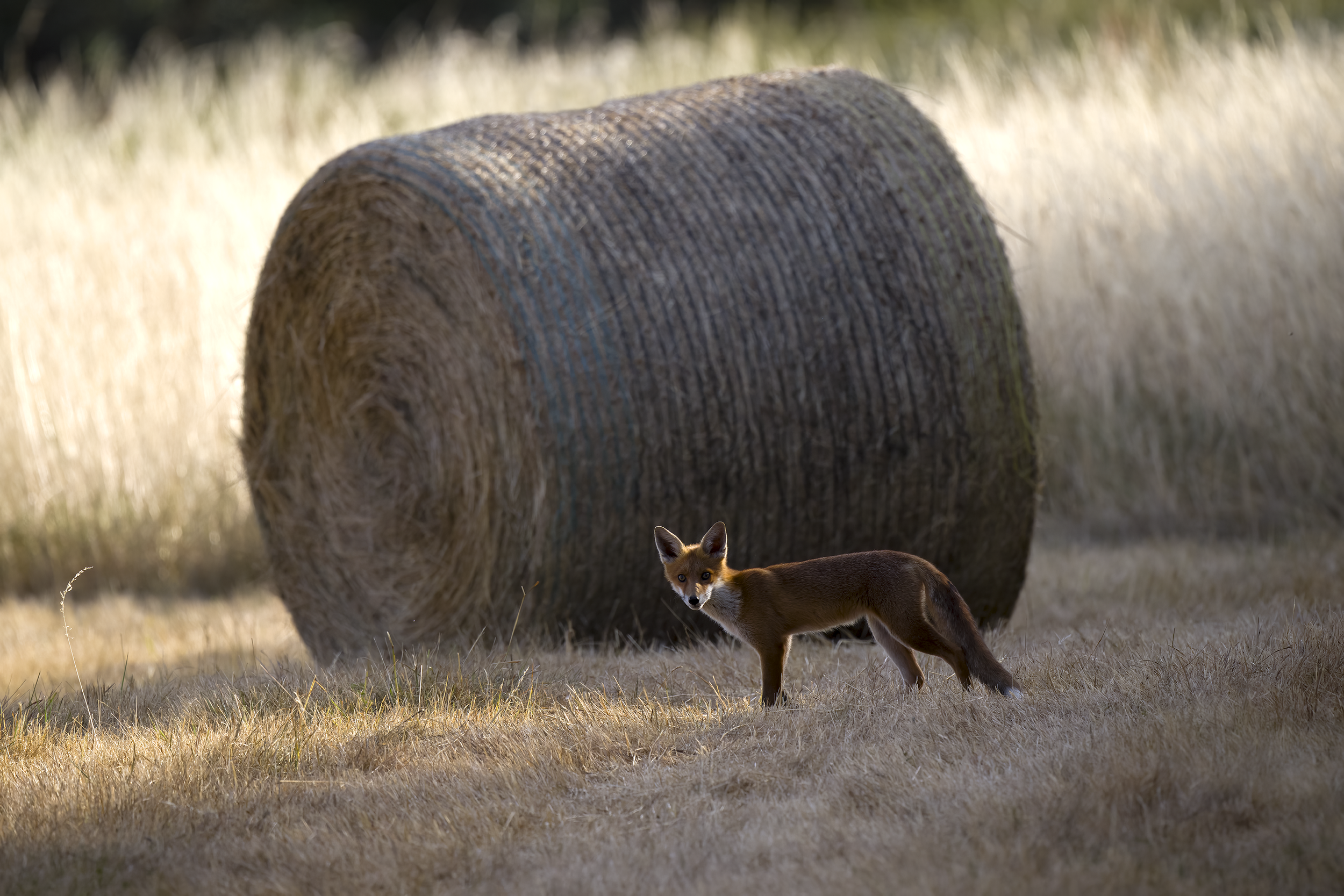 Red fox | Vulpes vulpes