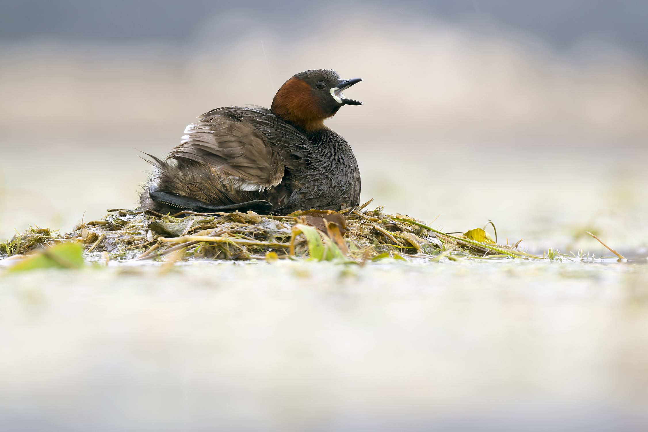 Little Grebe | Tachybaptus ruficollis