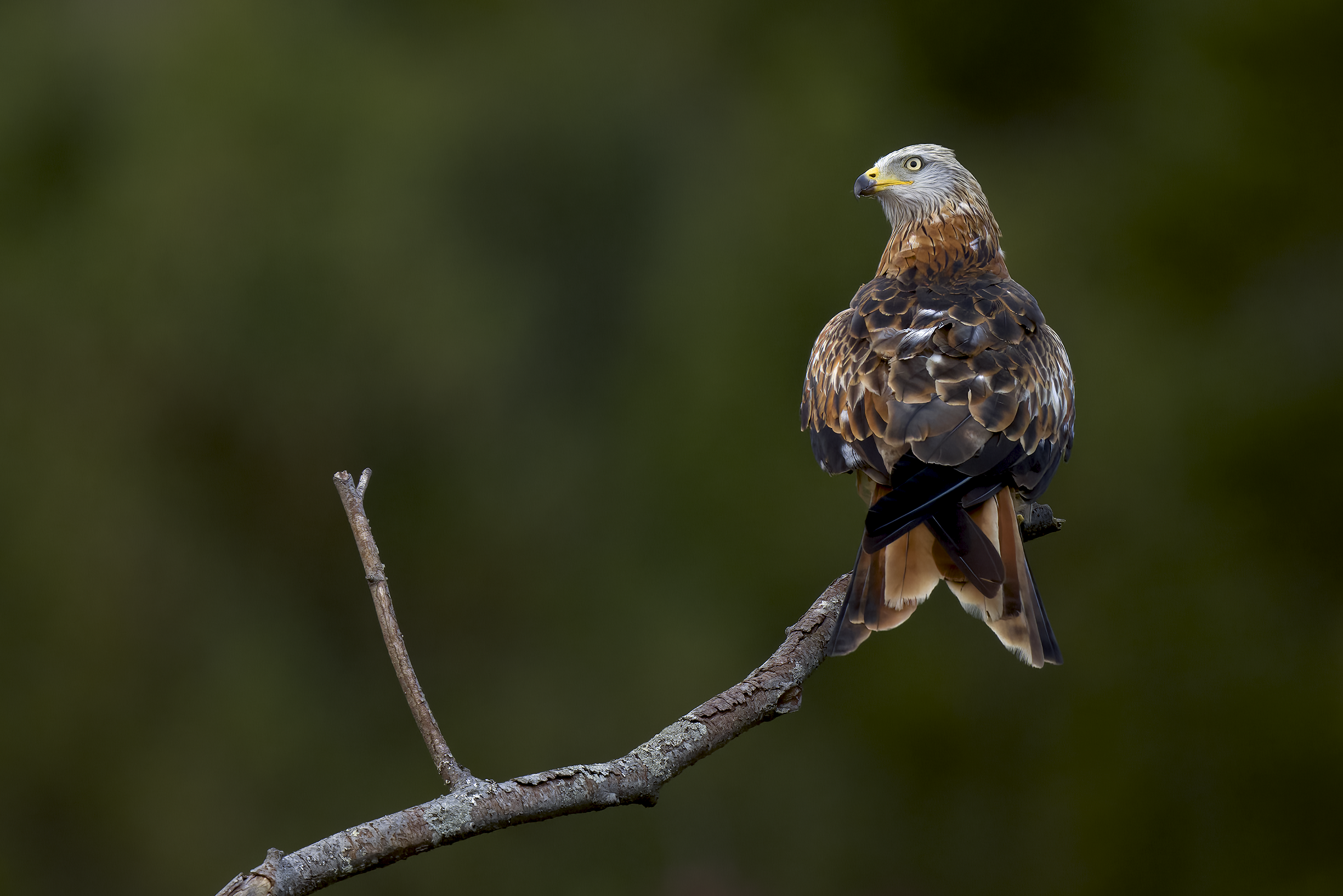 Red Kite | Milvus milvus