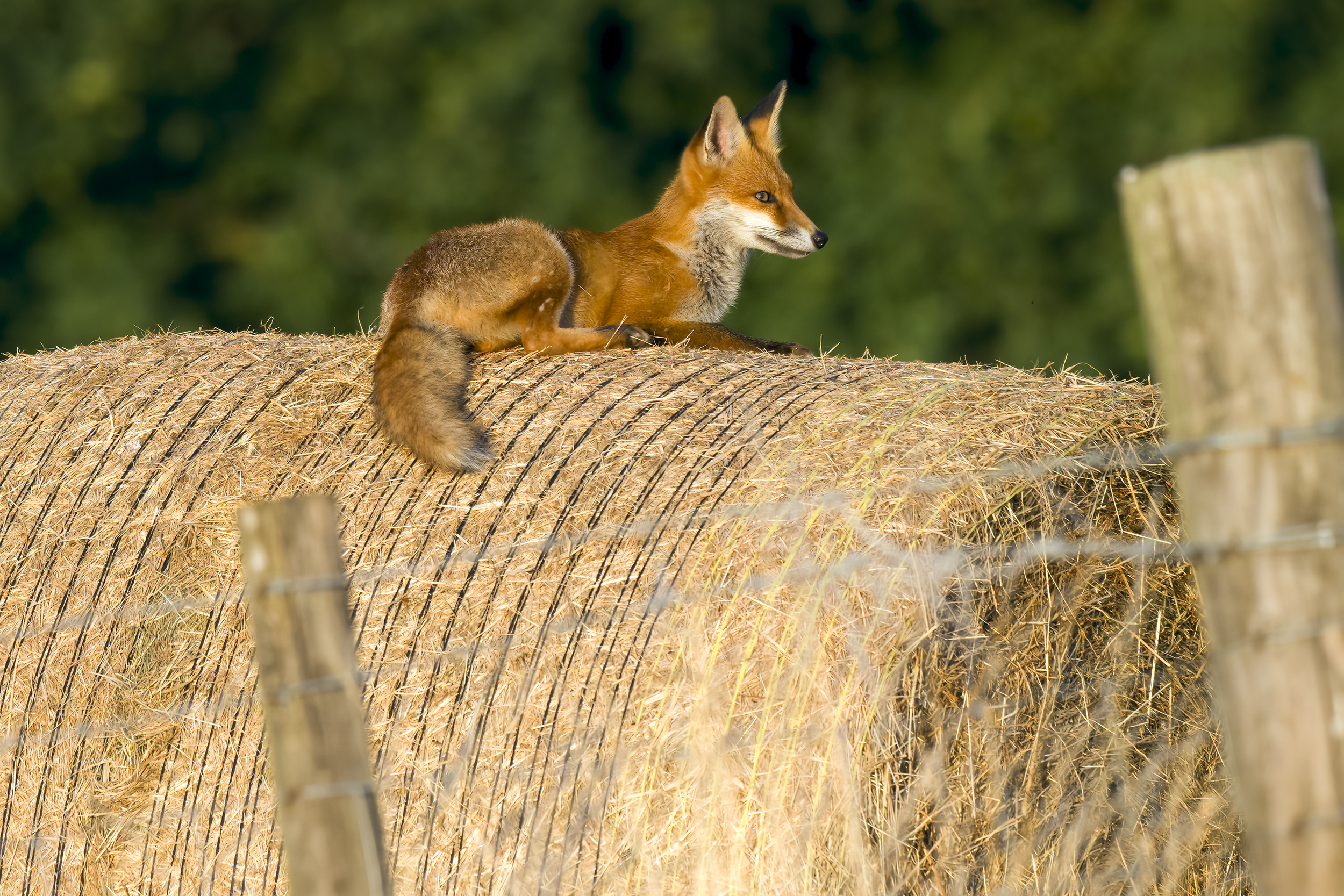 Red fox | Vulpes vulpes