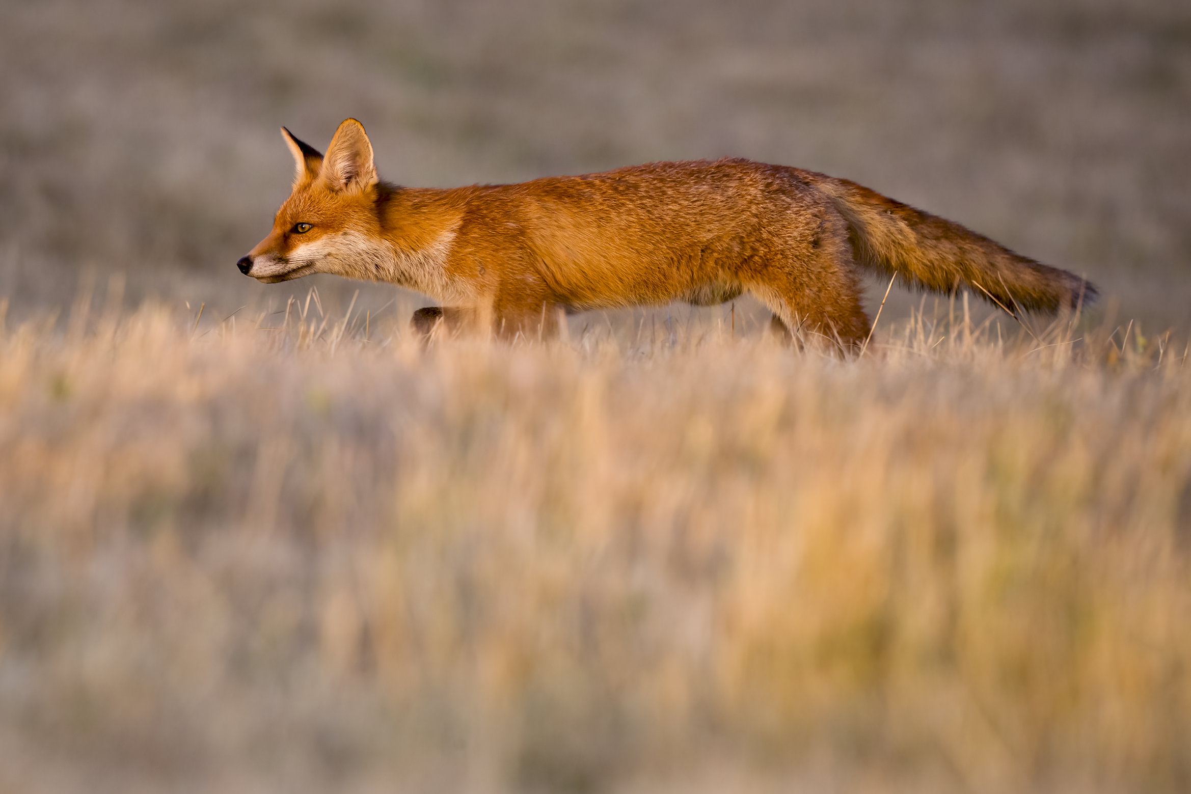 Red fox | Vulpes vulpes