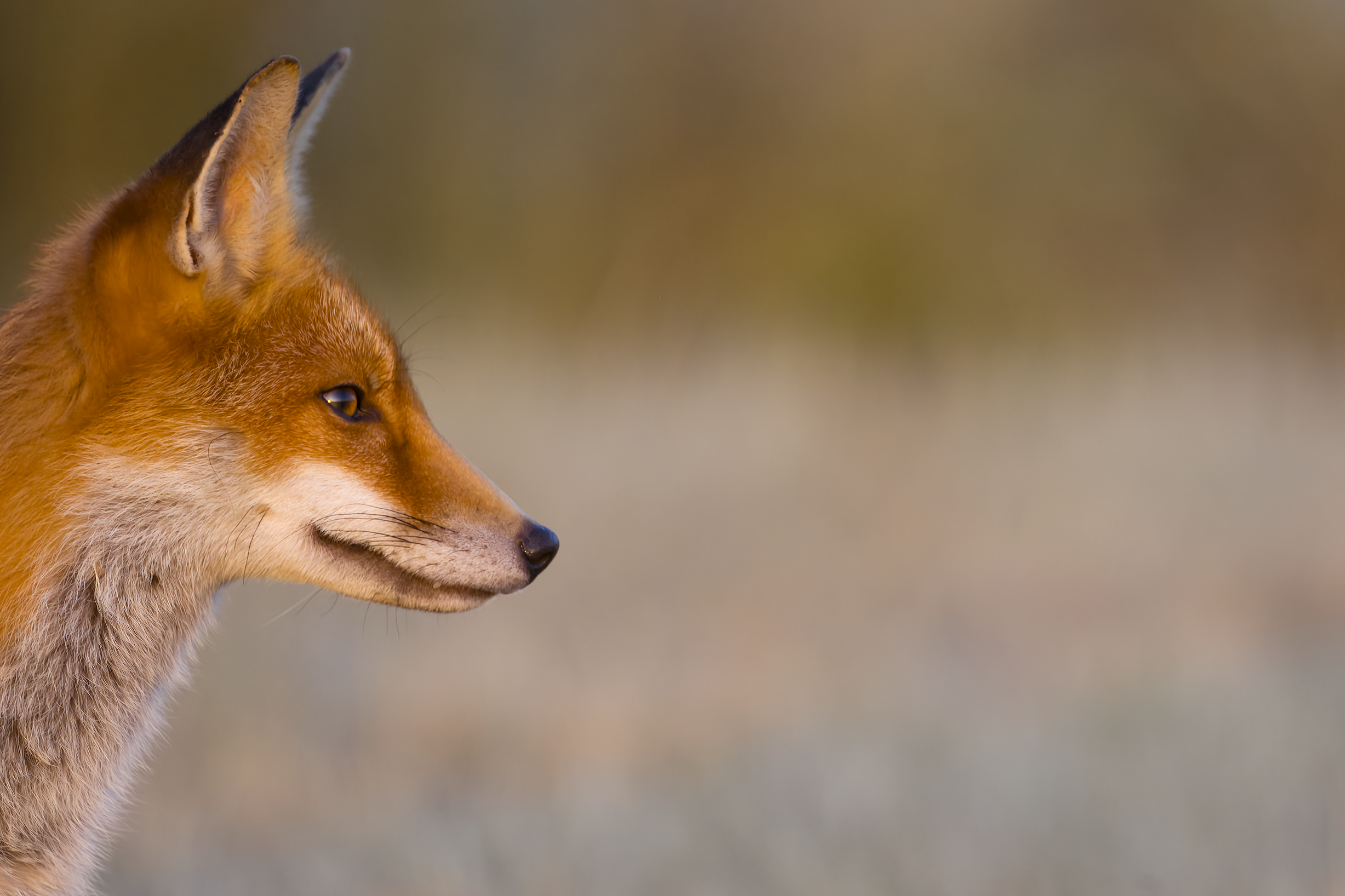 Red fox | Vulpes vulpes