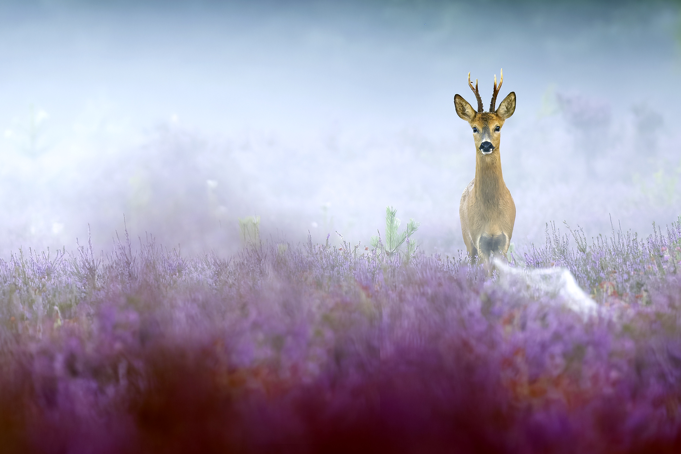 Roe deer | Capreolus capreolus