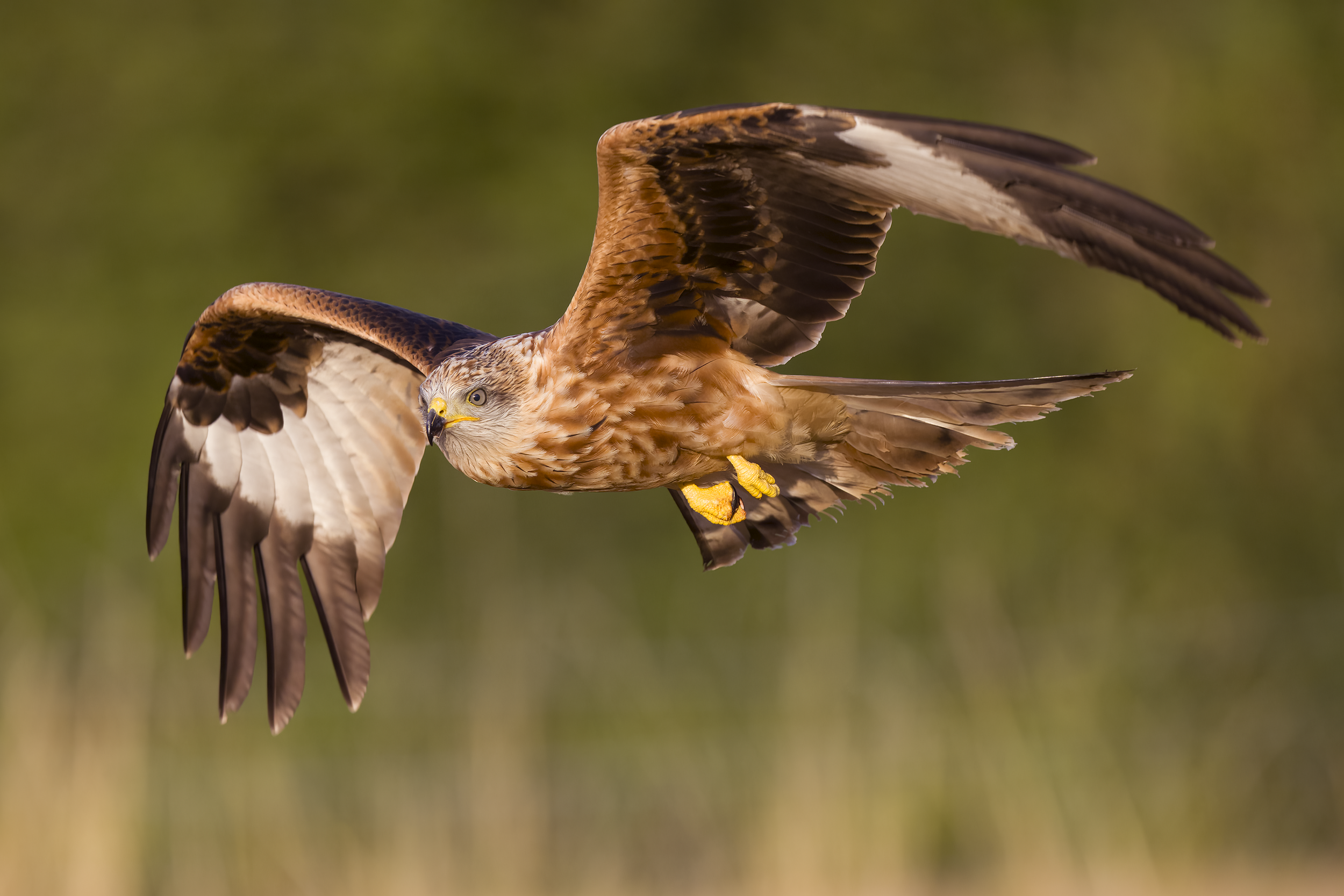 Red Kite | Milvus milvus