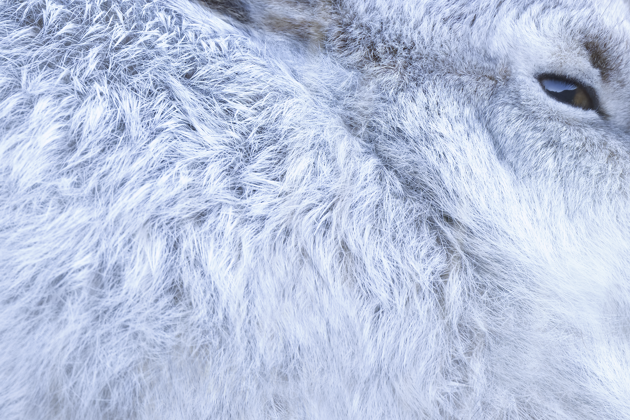 Mountain Hare | Lepus timidus