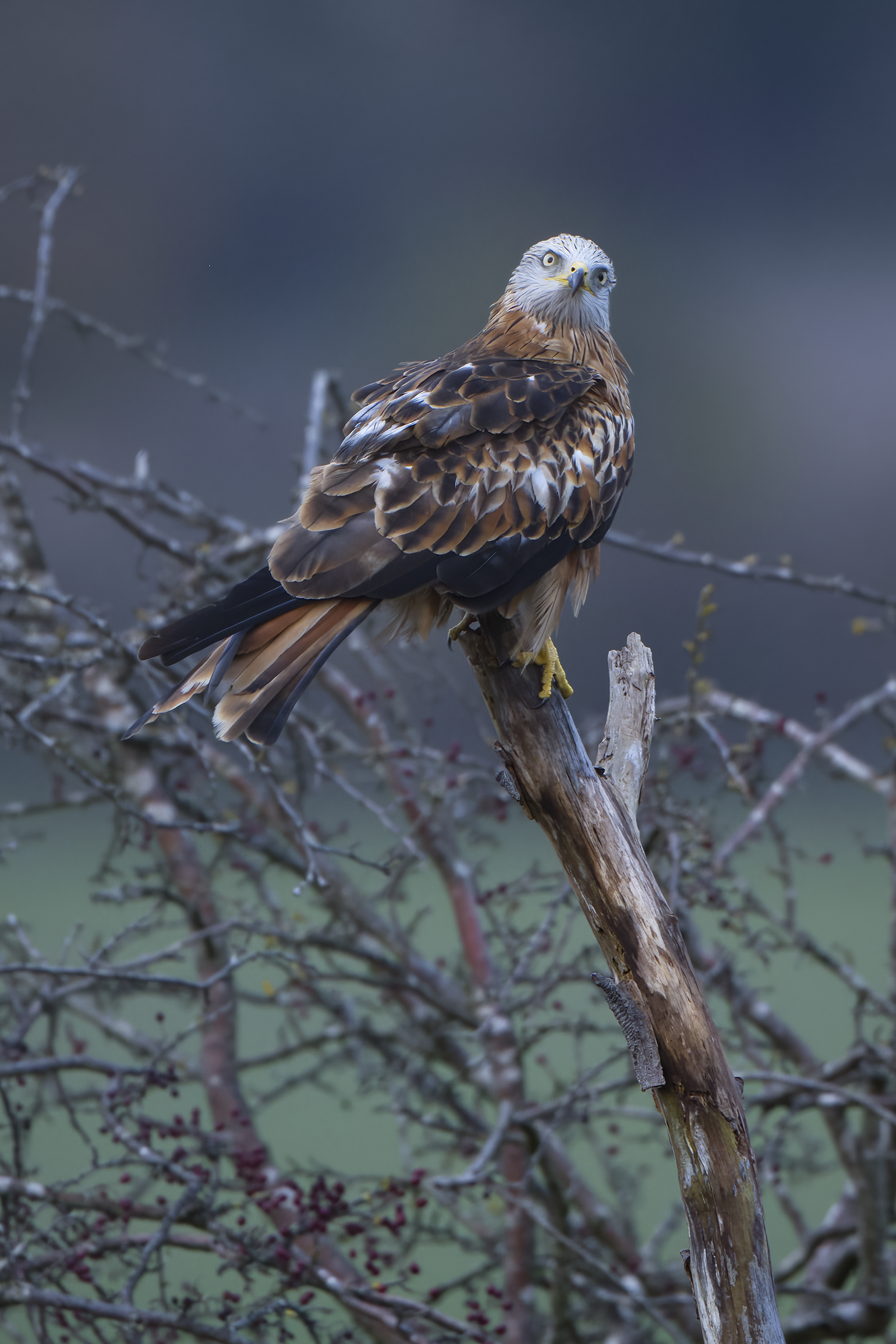 Red Kite | Milvus milvus