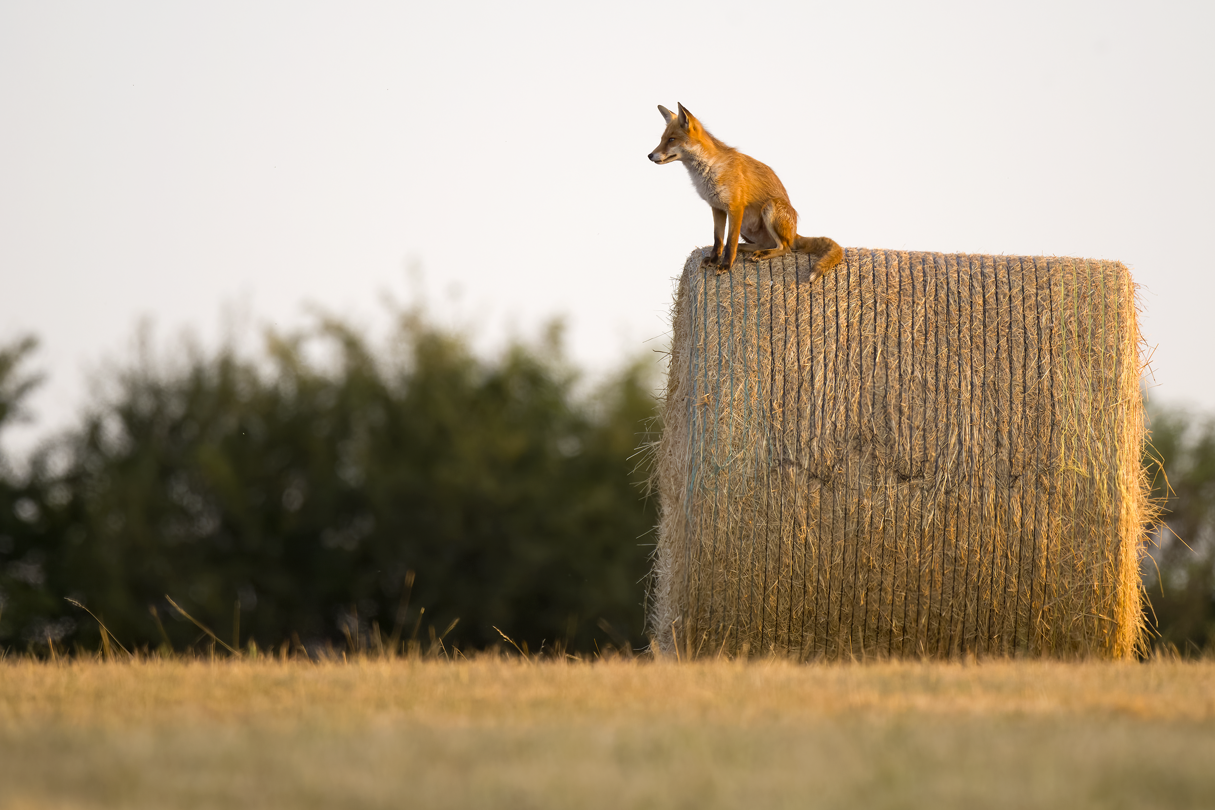 Red fox | Vulpes vulpes