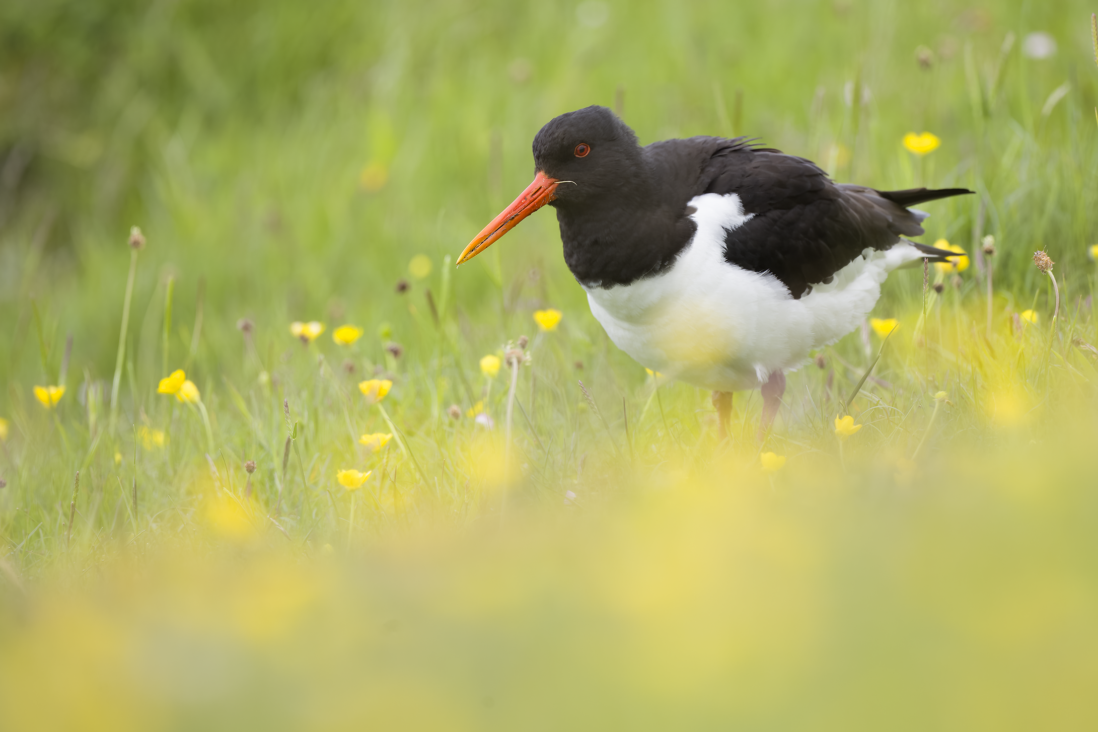 Oystercatcher | Haematopus ostralegus