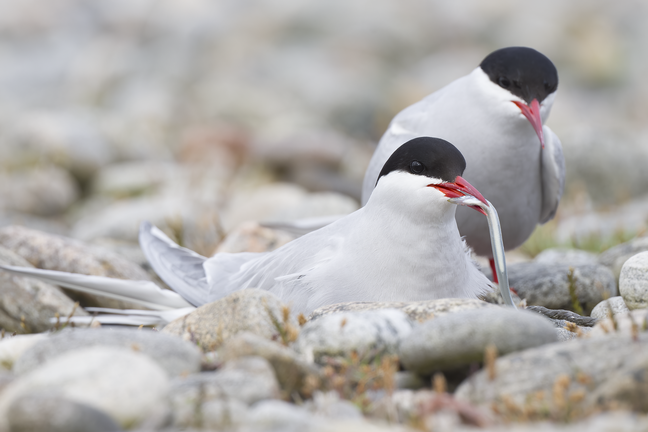 Arctic Tern | Sterna paradisaea