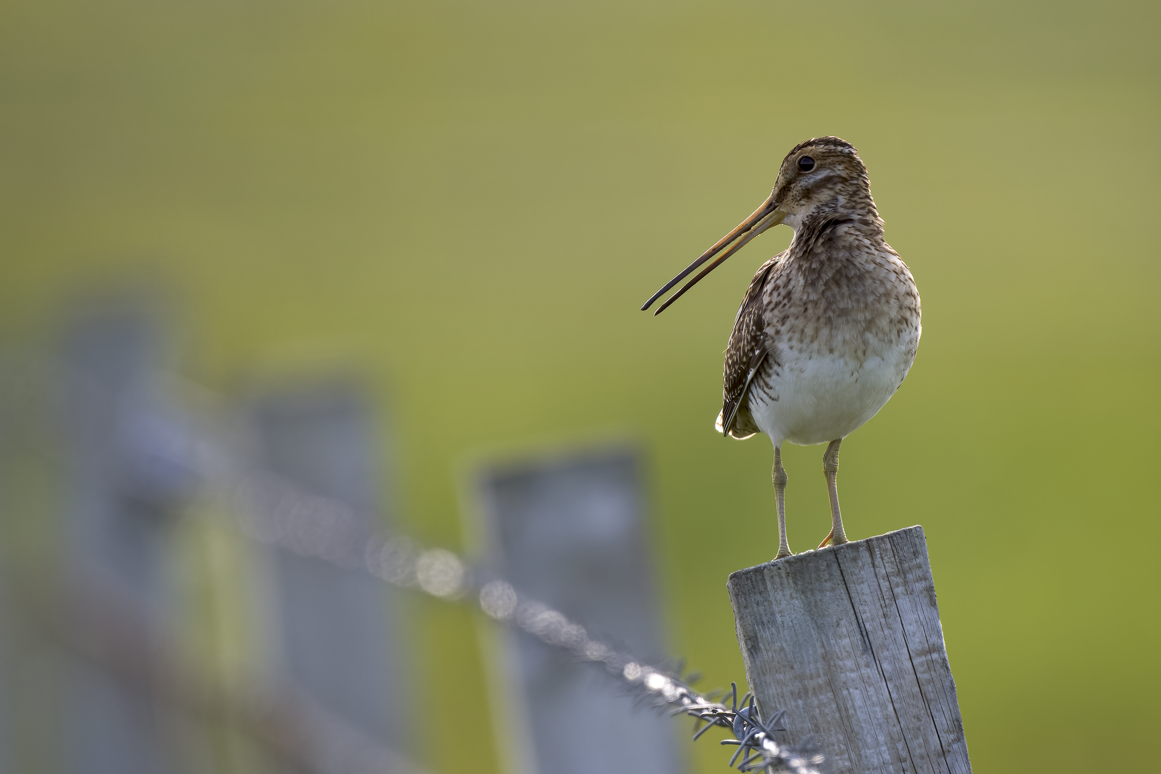 Common Snipe |  Gallinago gallinago