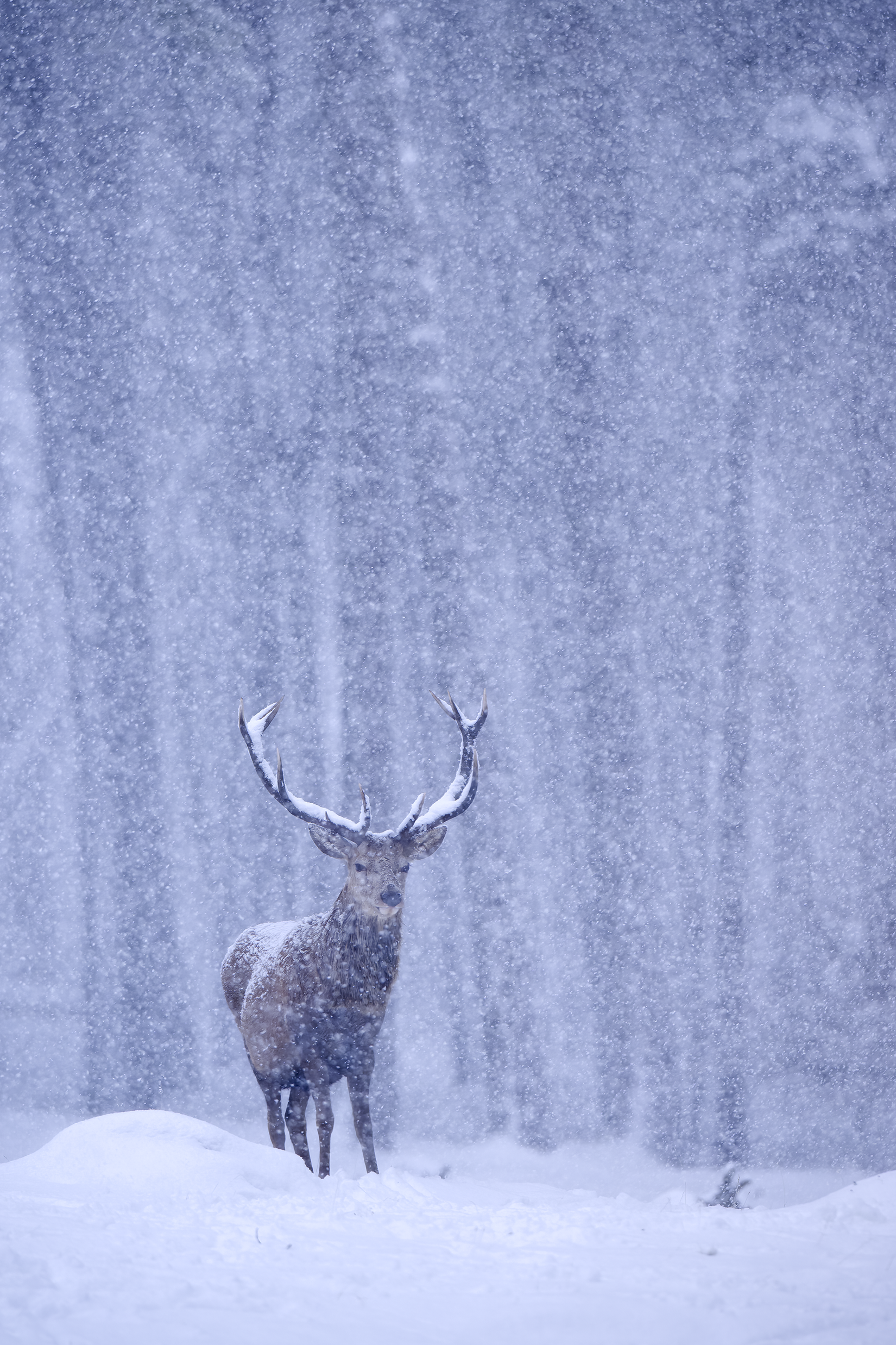 Red deer | Cervus elaphus