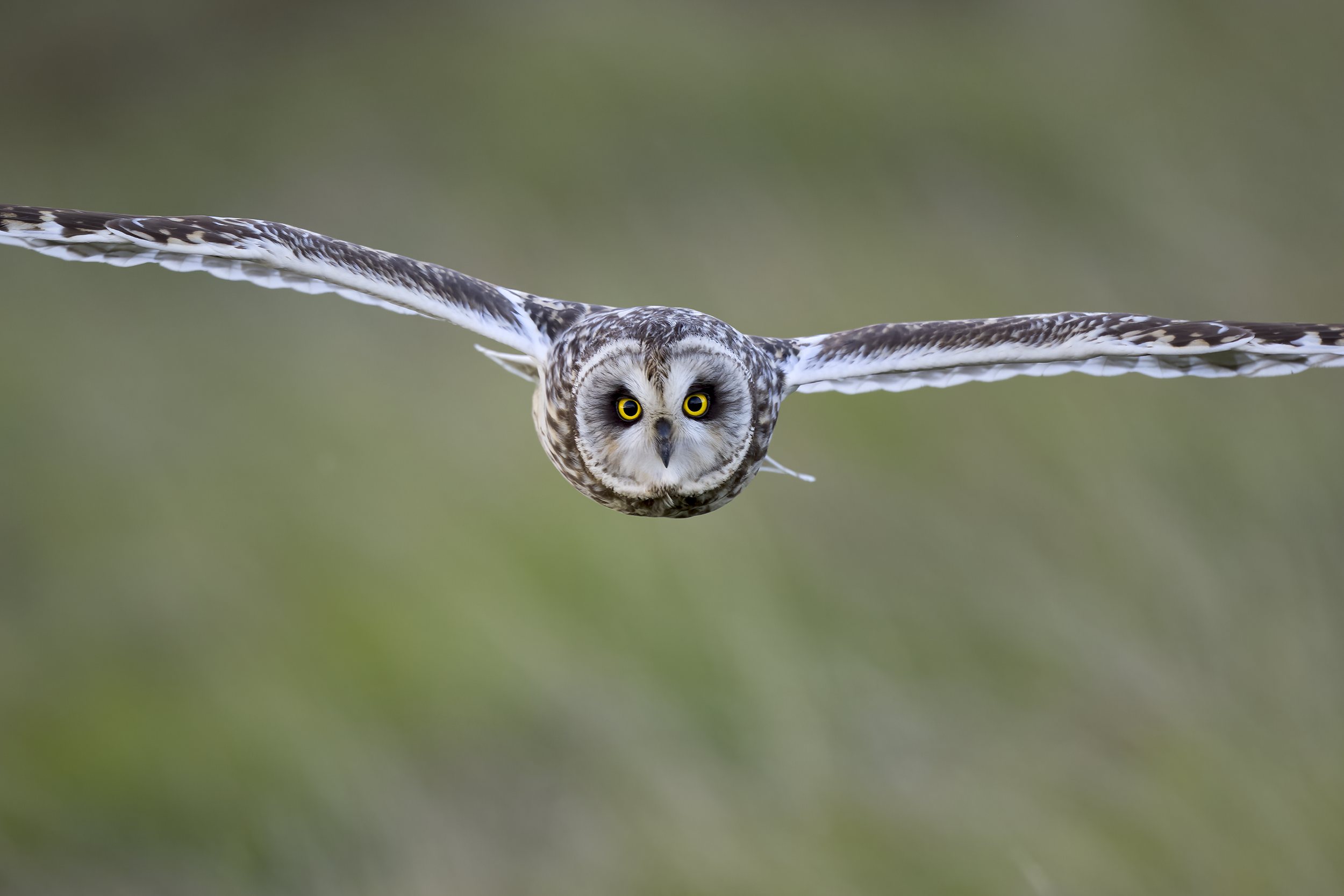 Short-eared Owl | Asio flammeus 