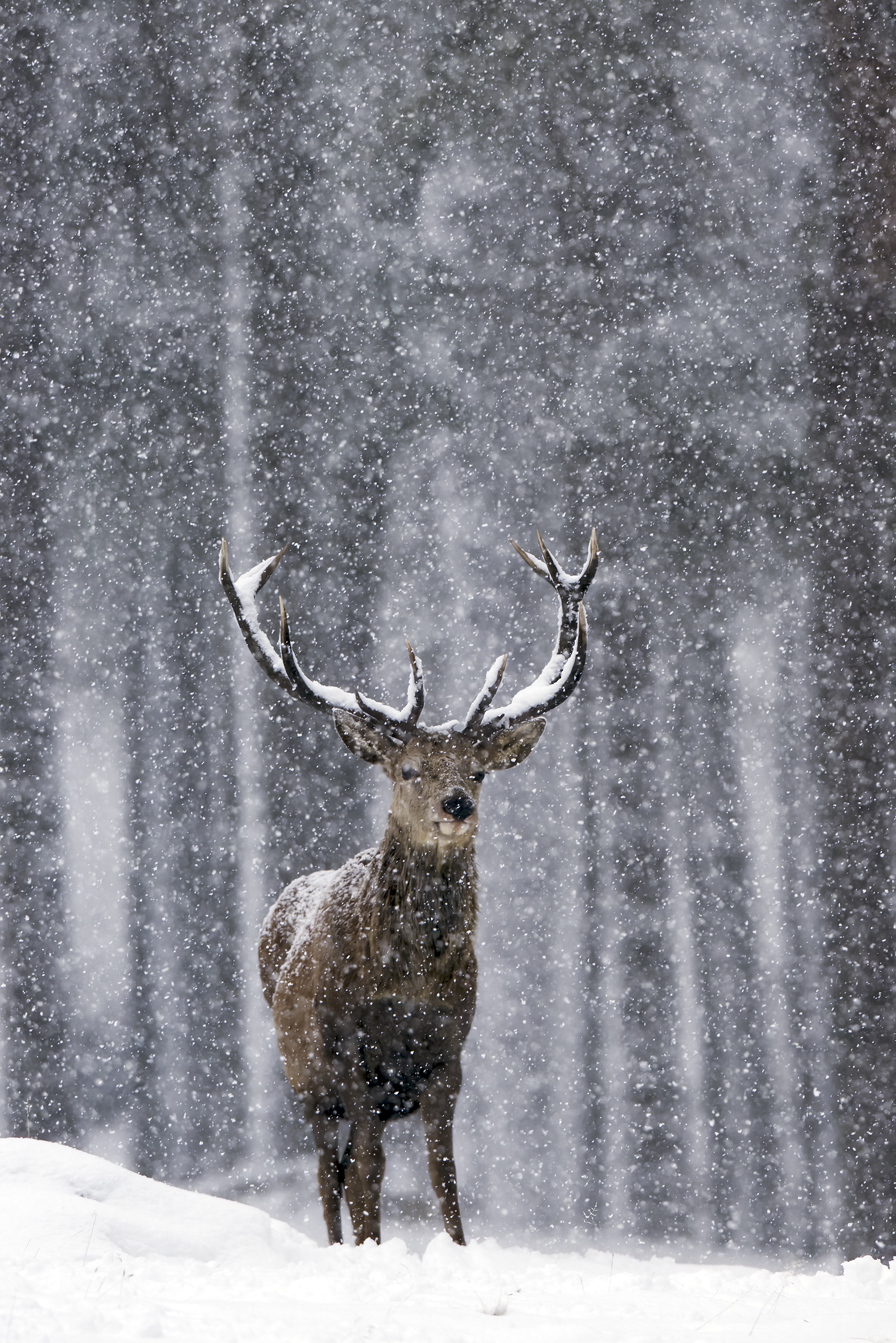 Red deer | Cervus elaphus