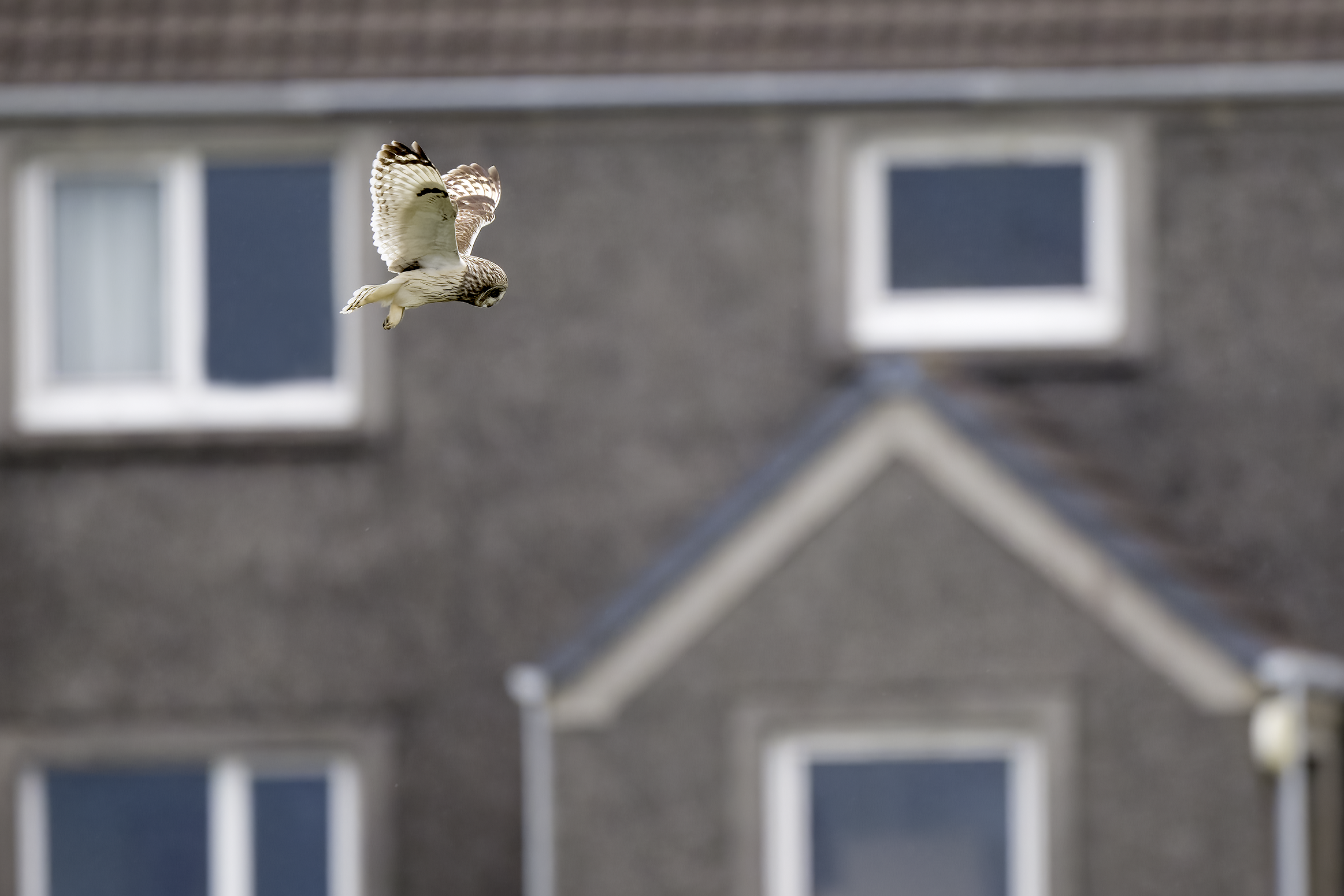 Short-eared Owl | Asio flammeus 